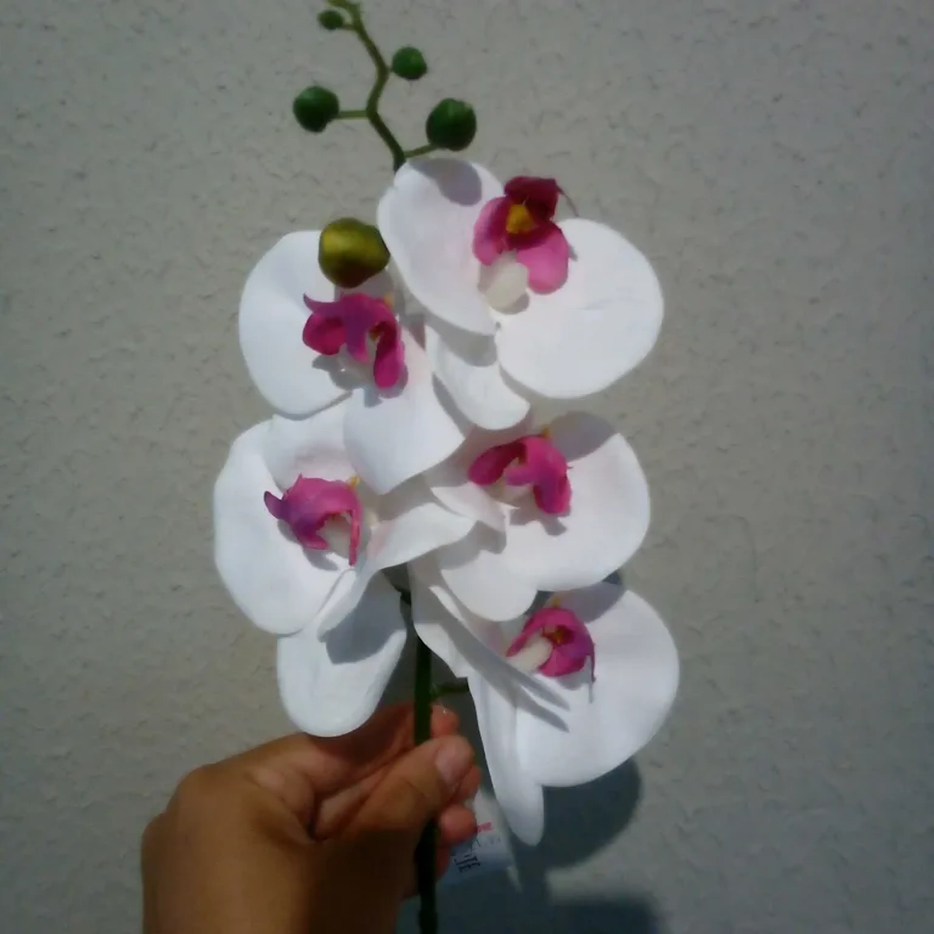 Orquídea Branco Beauty imagem