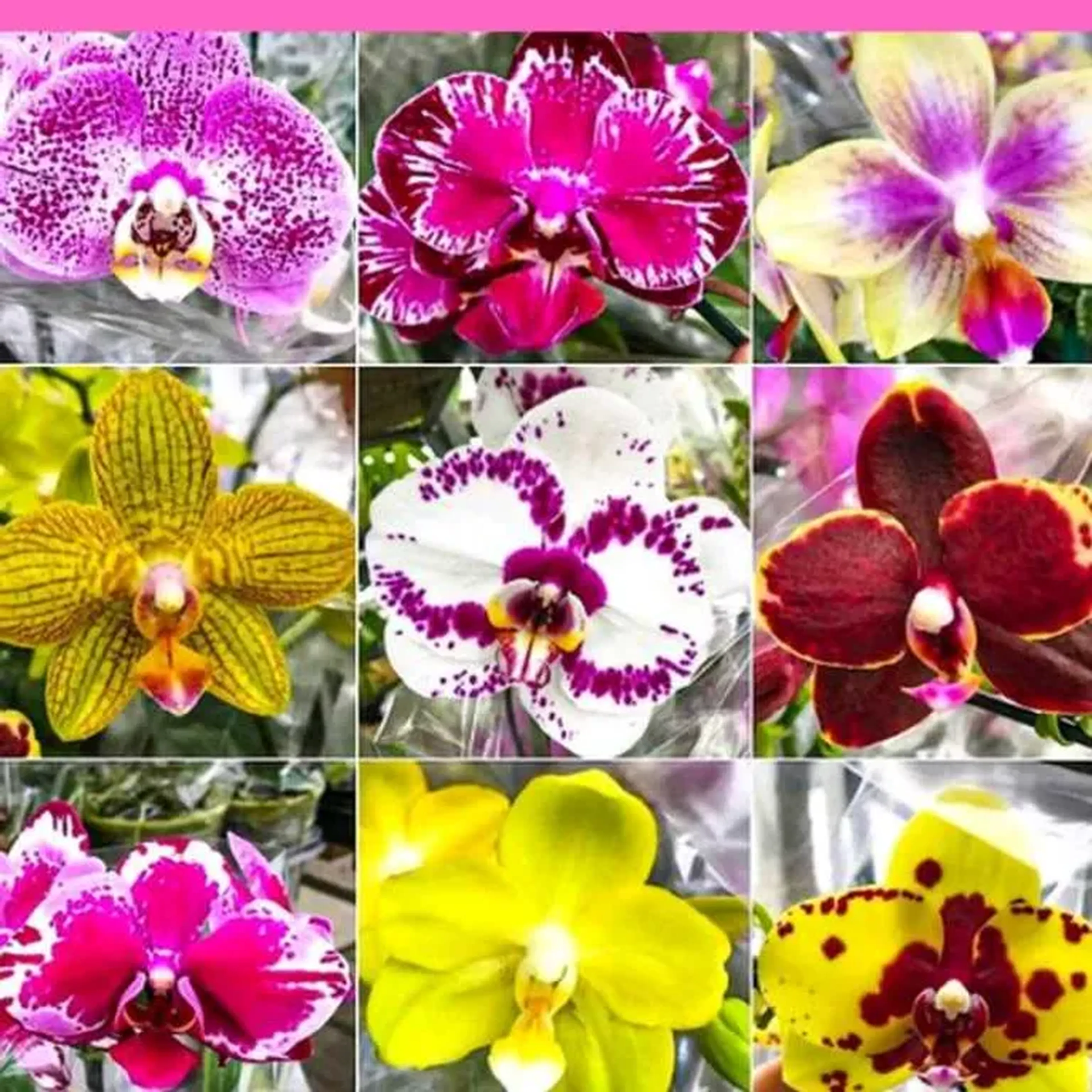 kit phalaenopsis exóticas 2 imagem