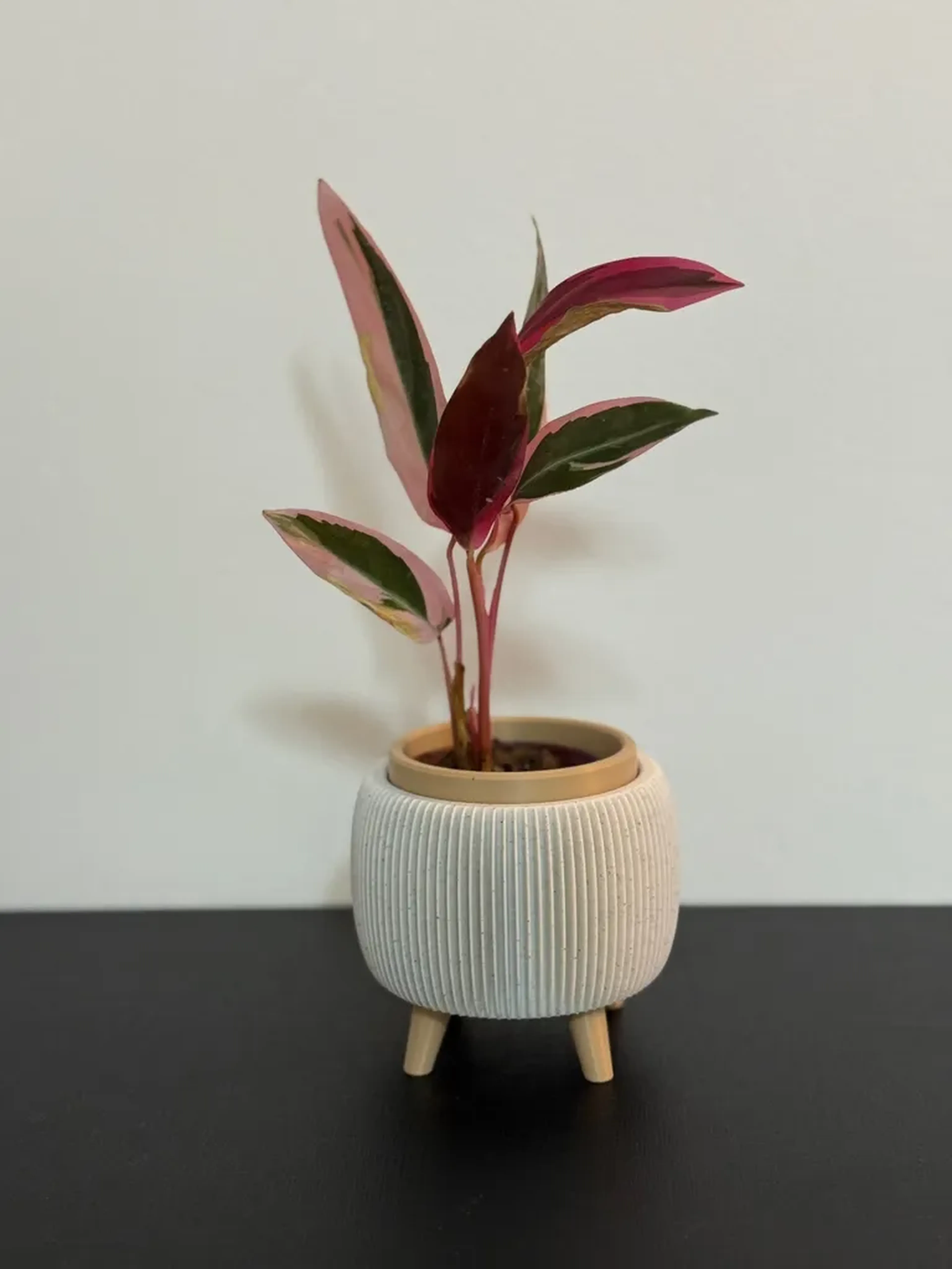 Vaso Thalor Simiu - Tamanho P imagem