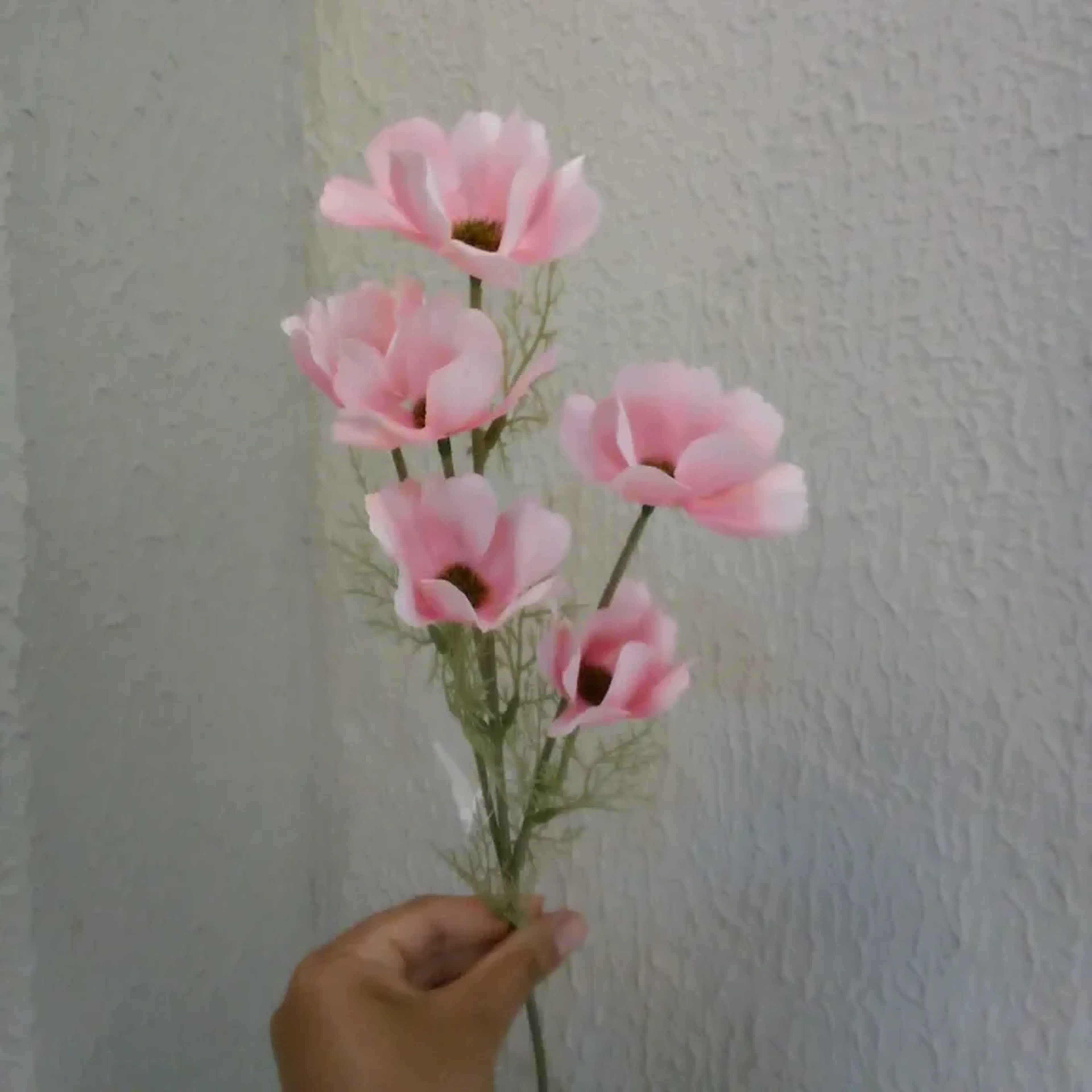 Flor Cosmos Rosa imagem