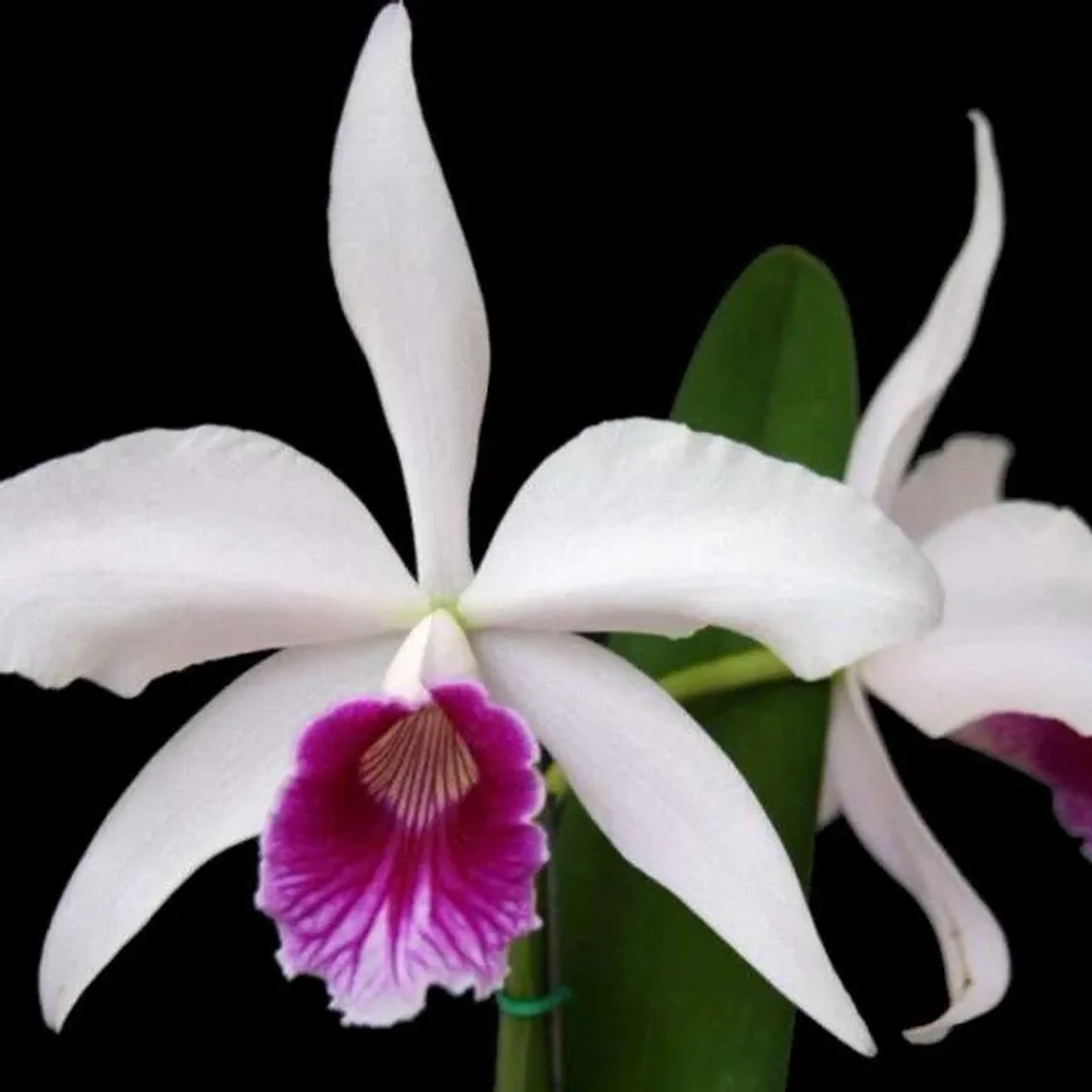 Laelia Purpurata tipo imagem