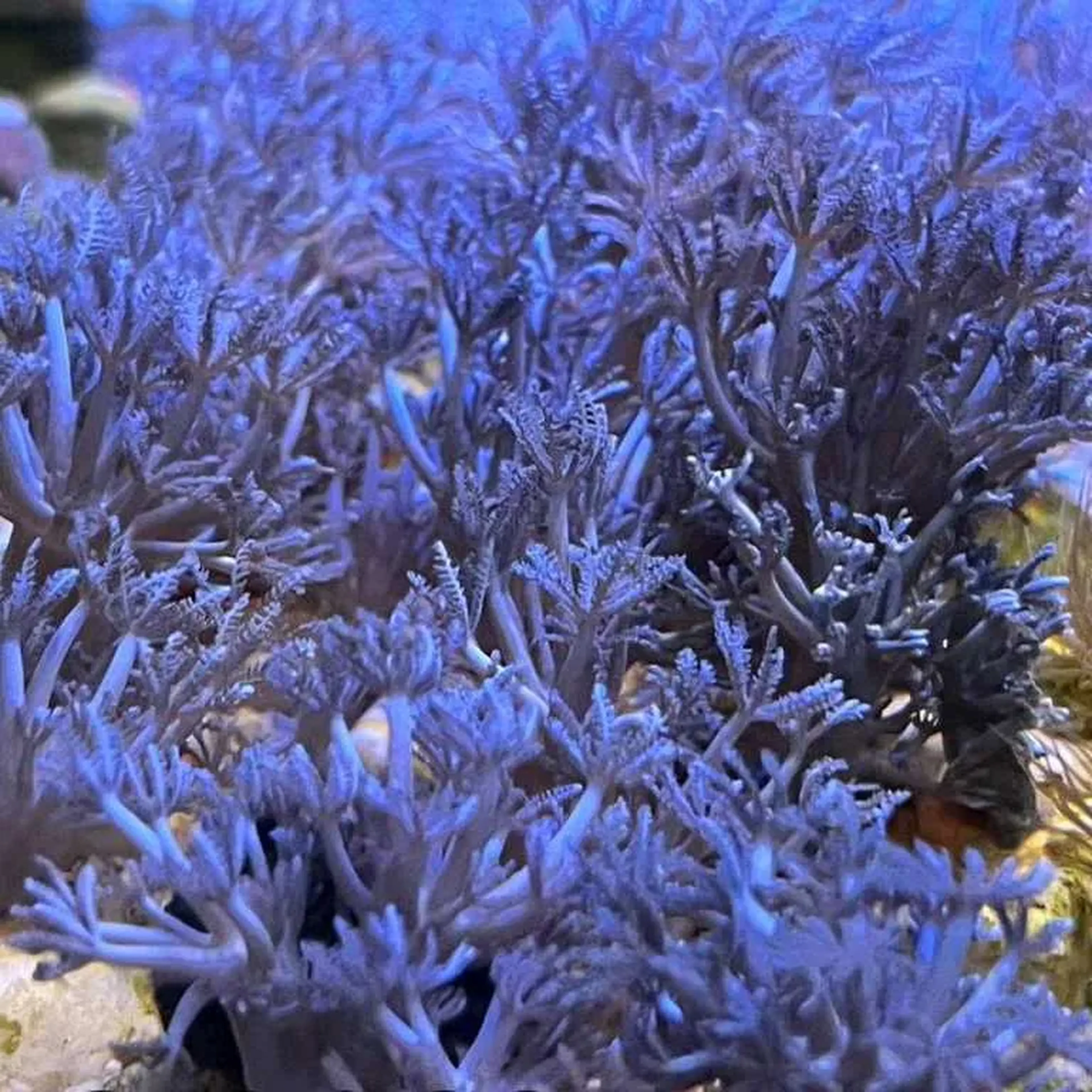 Xênia Pompom imagem