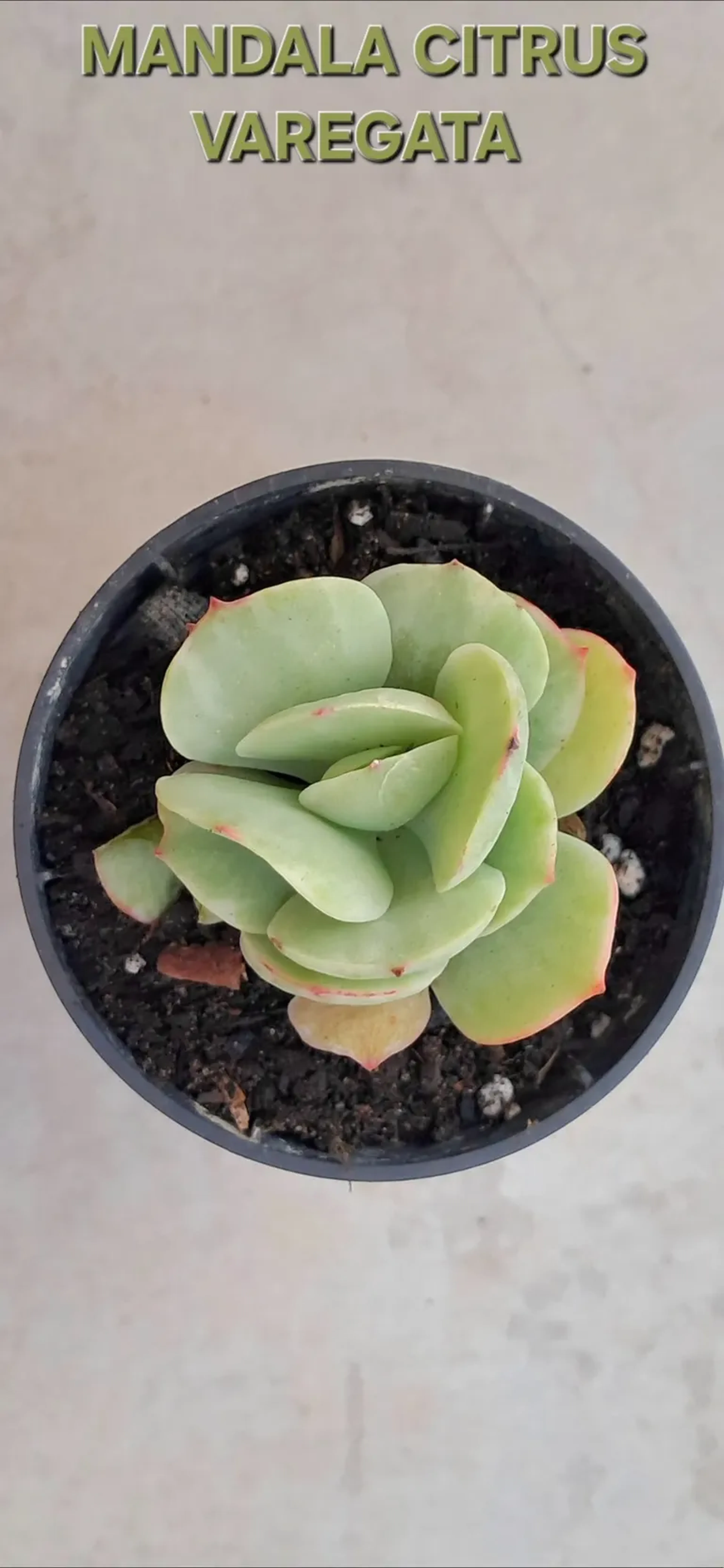ECH. MANDALA CITRUS VAREGATA. POTE 6 imagem