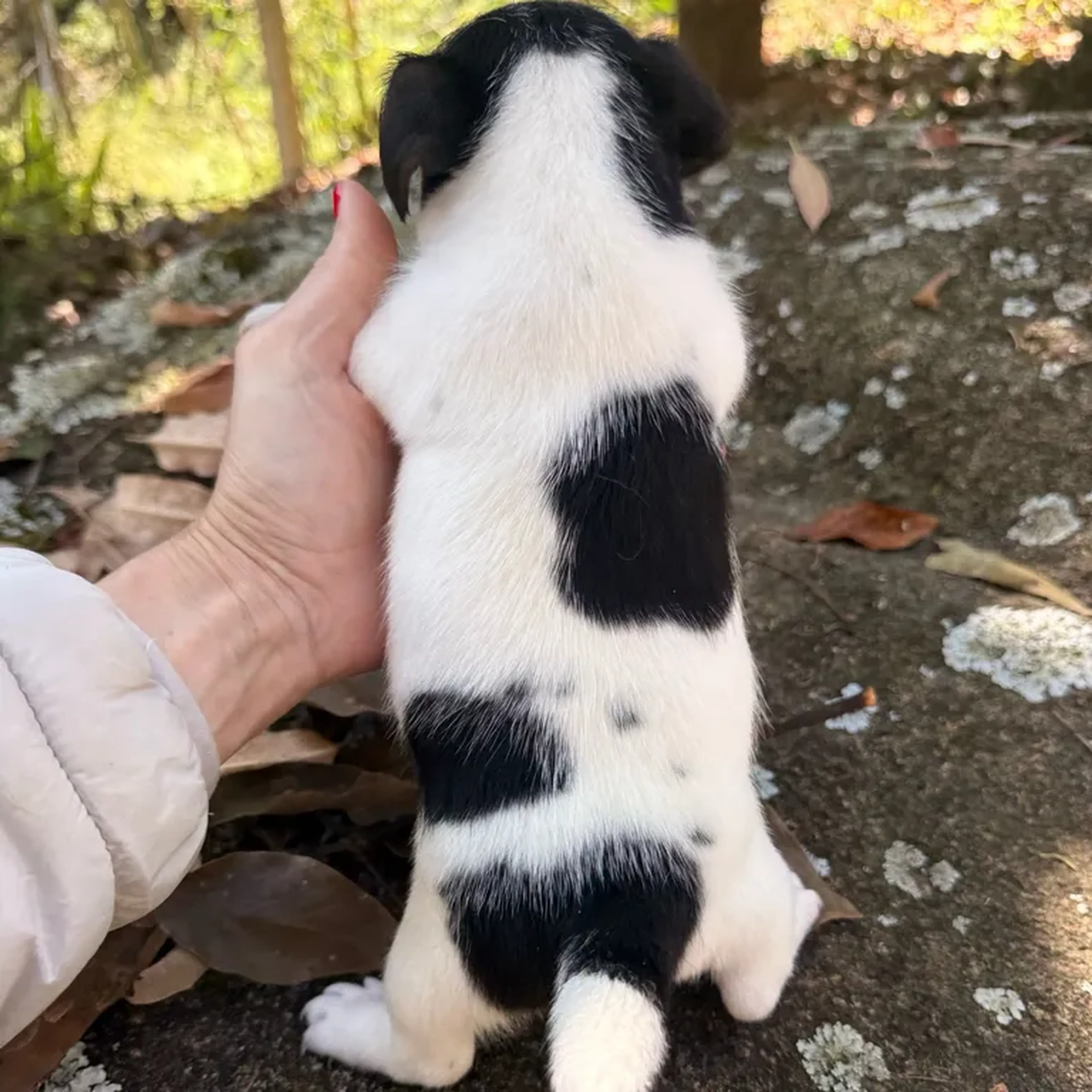Jack Russell Femea imagem