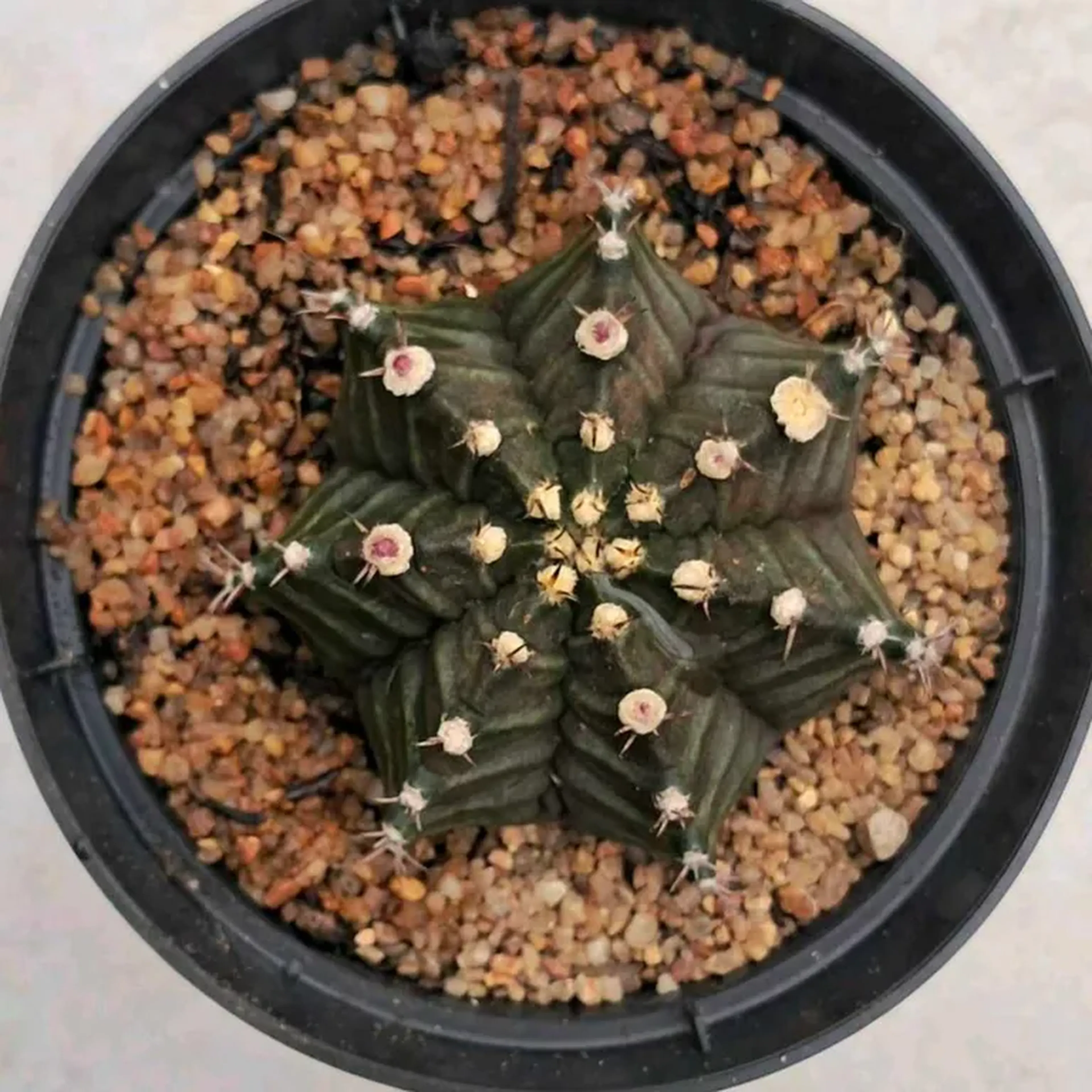 CACTO GYMNOCALYCIUM PURPLE. POTE 11 imagem
