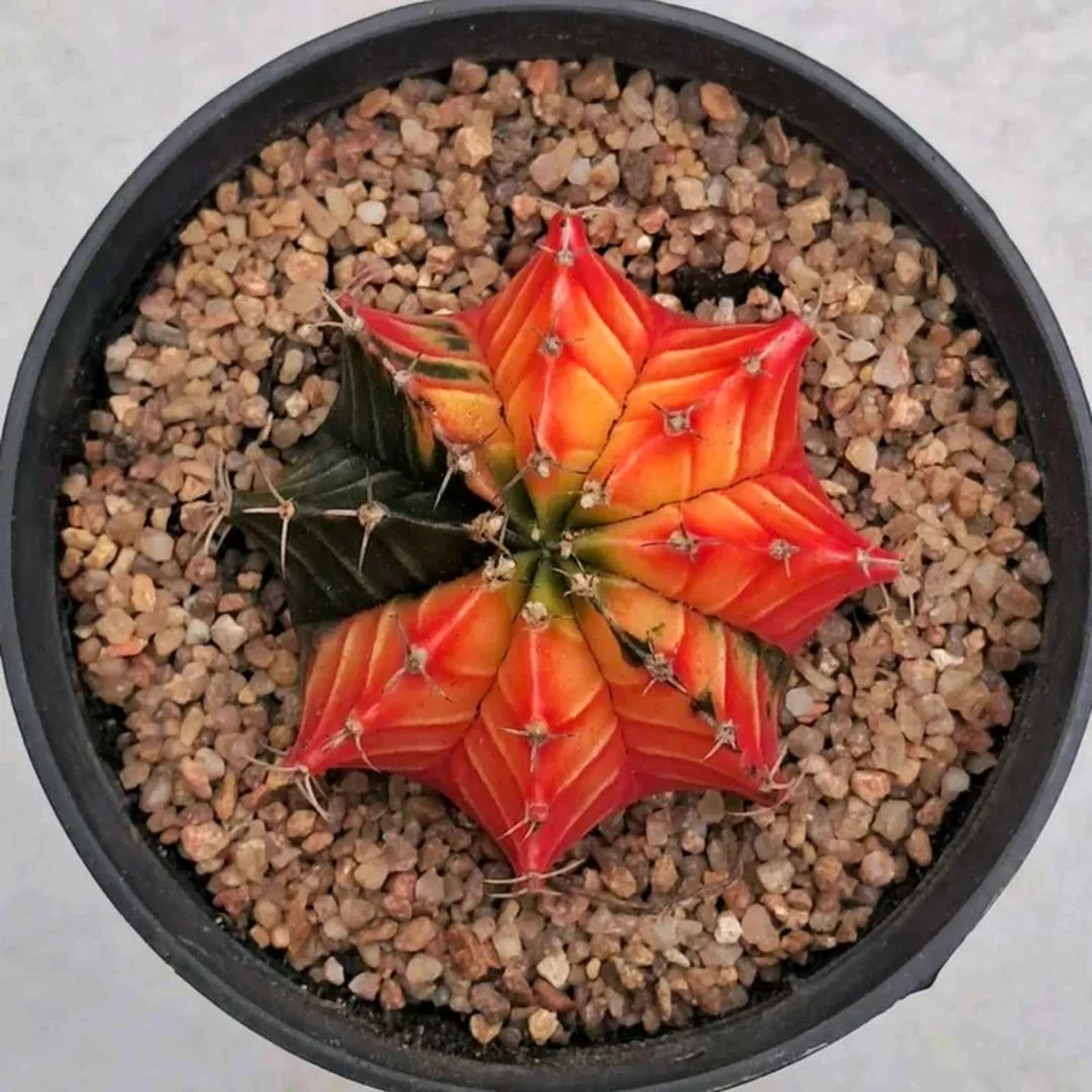 CACTO GYMNOCALYCIUM MIHANOVICHII VAREGATA. POTE 9 imagem