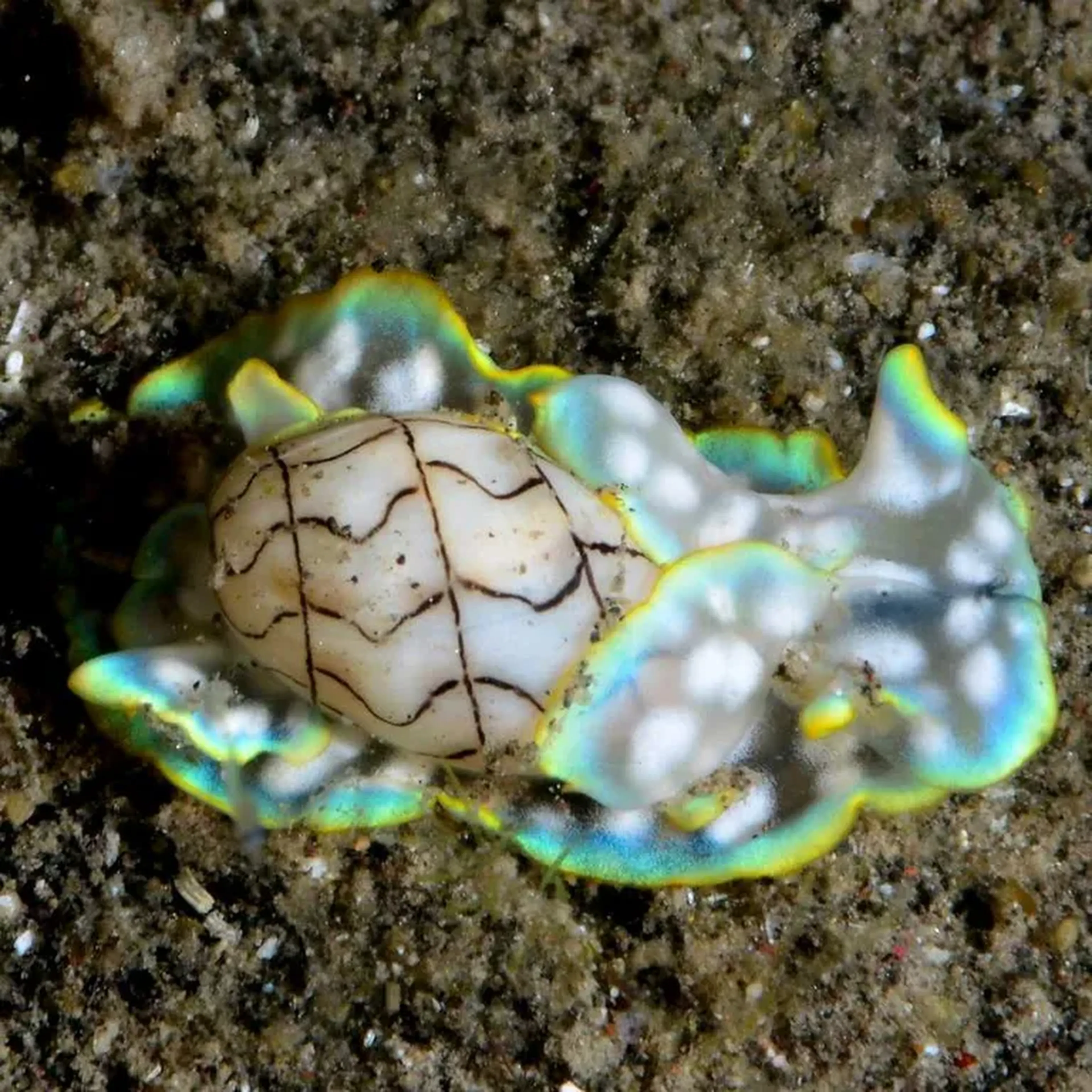Micromelo Undatus imagem