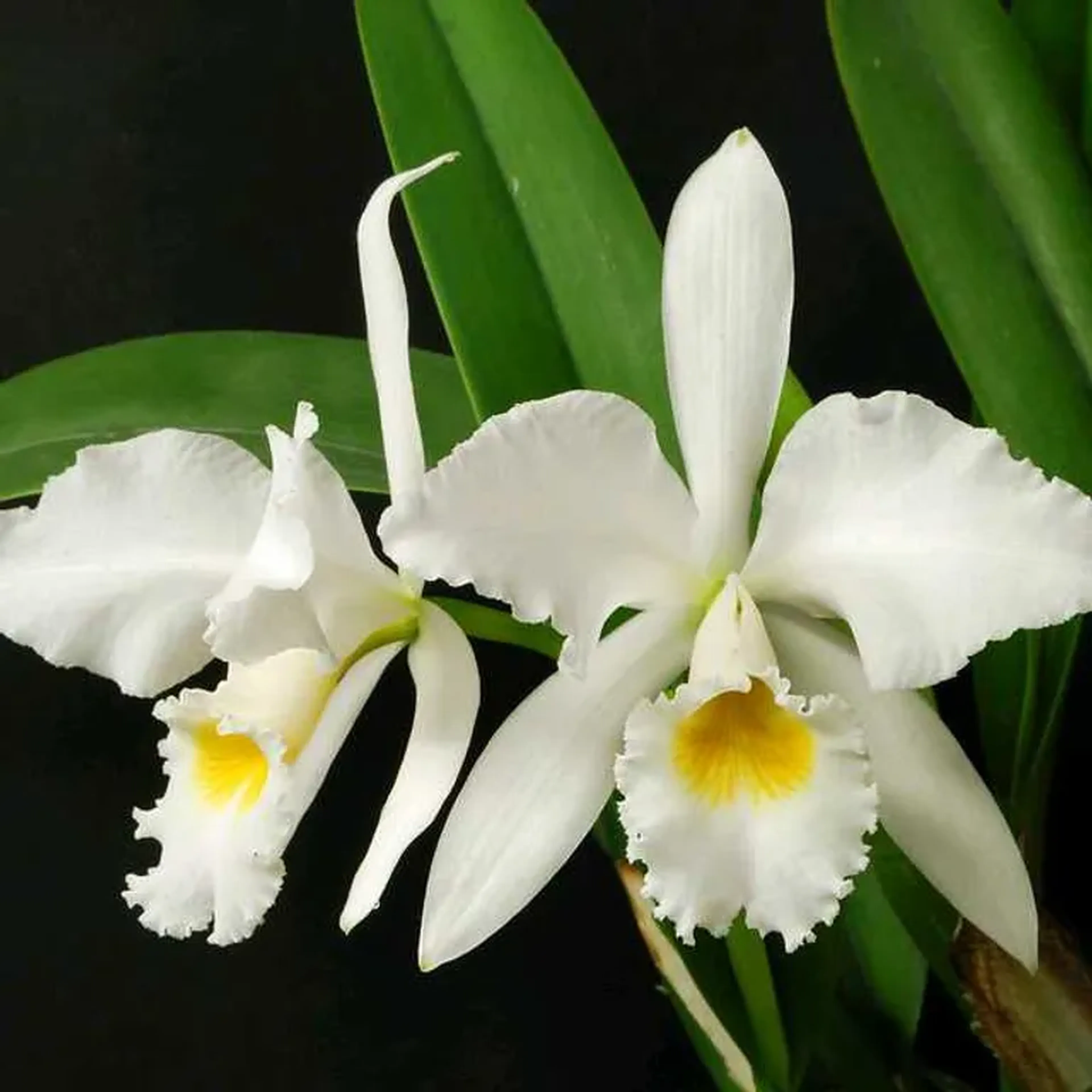 A Cattleya gaskelliana X Laelia Purpurata Tri imagem