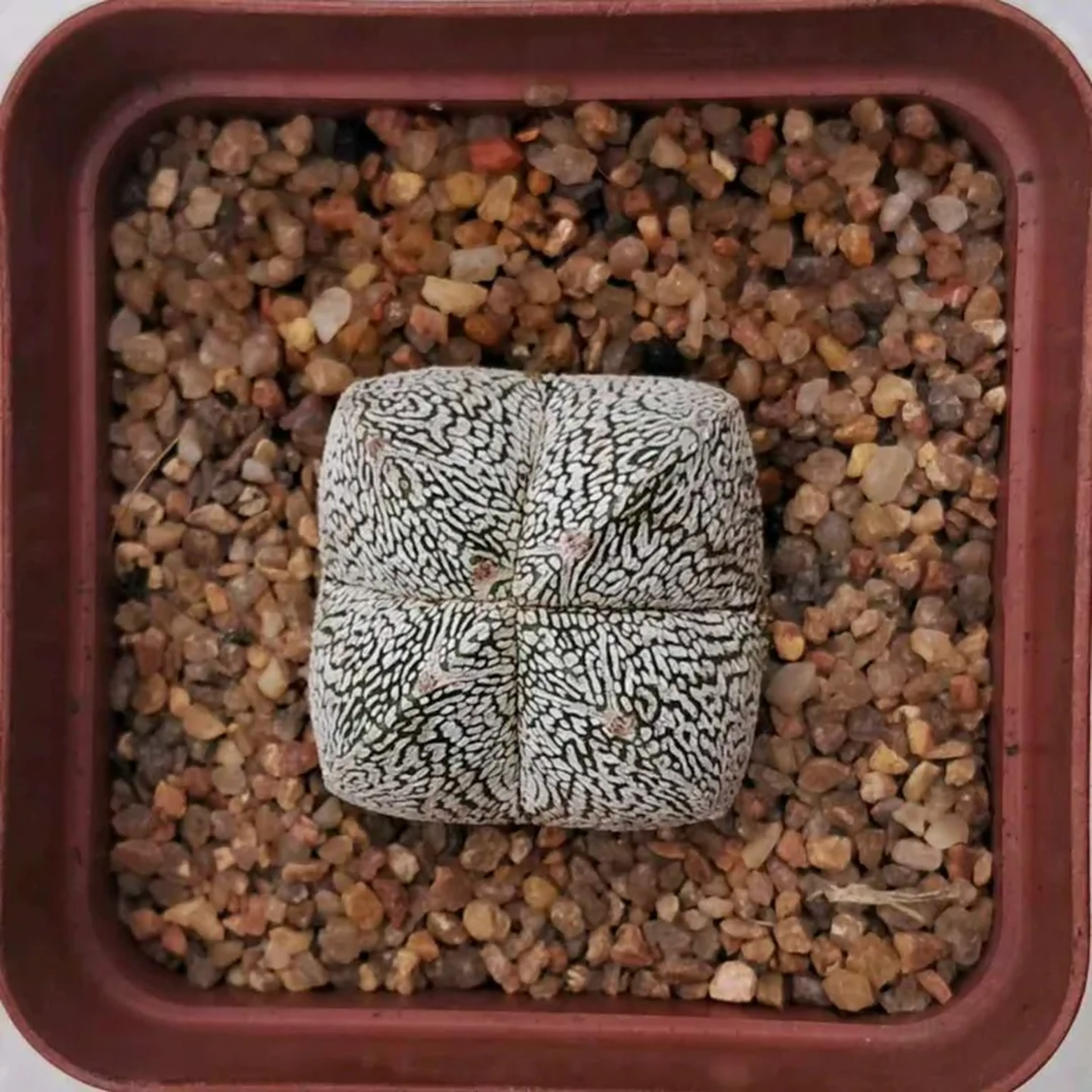 CACTO ASTROPHYTUM MYRIOSTIGMA VAR. ONZUKA 4K. POTE 9 imagem