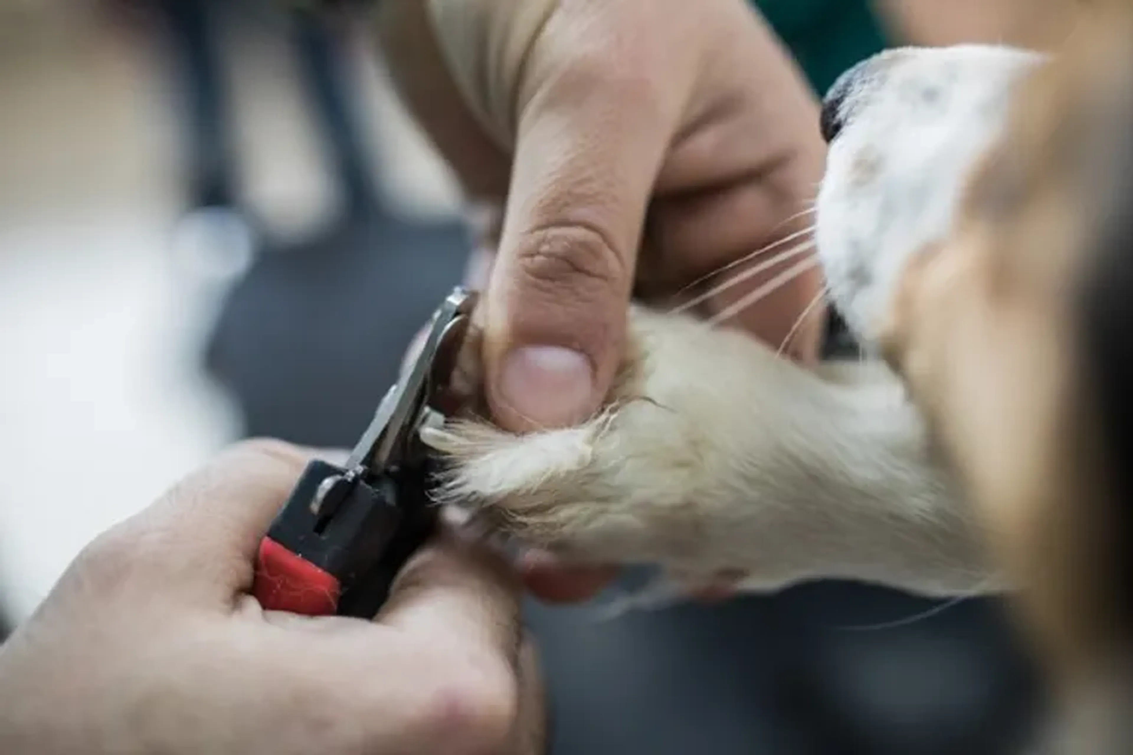 Corte de Unha. Click sobre a imagem para agendar. imagem