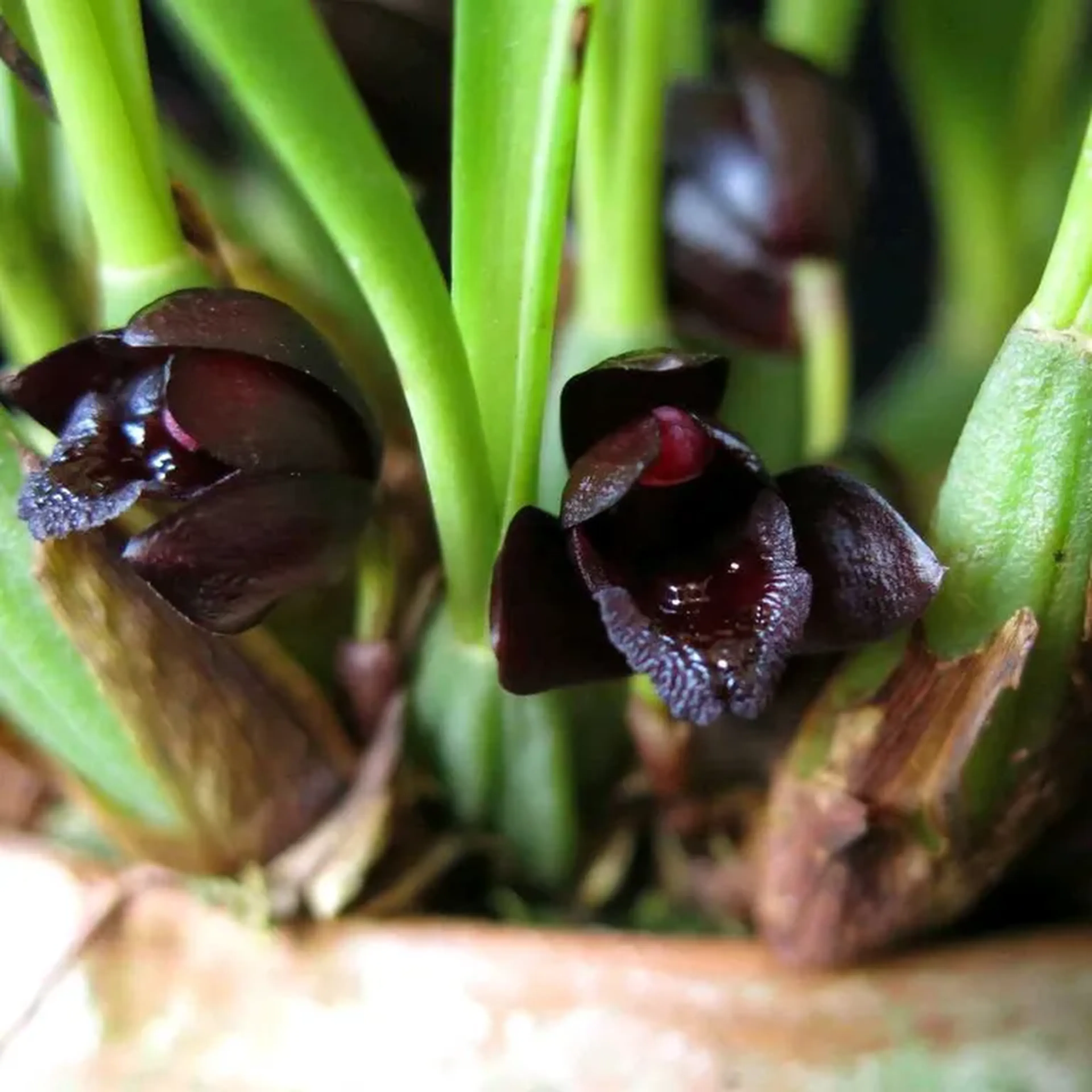 Maxillaria shunkeana (orquídea negra) imagem