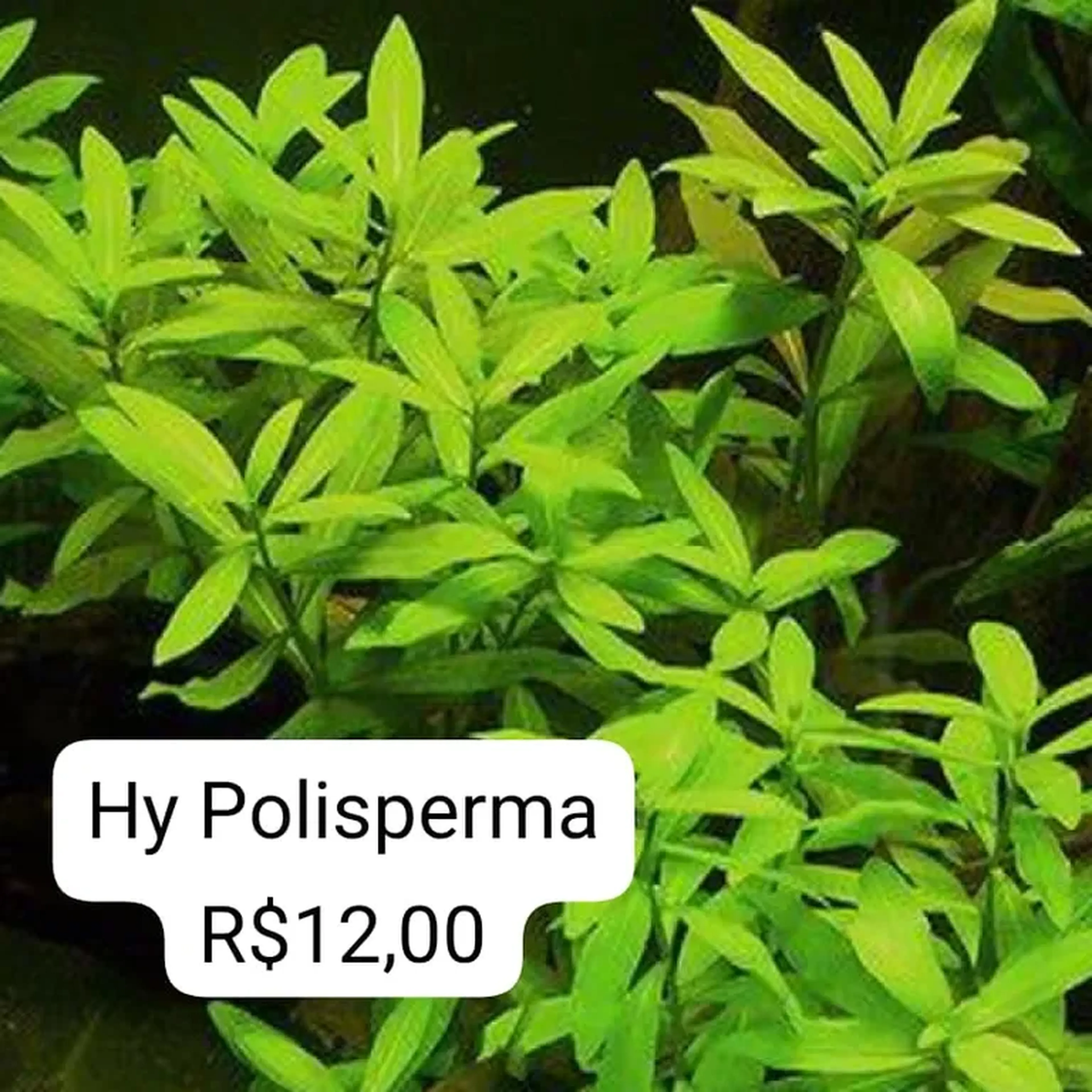 Hy Polisperma imagem