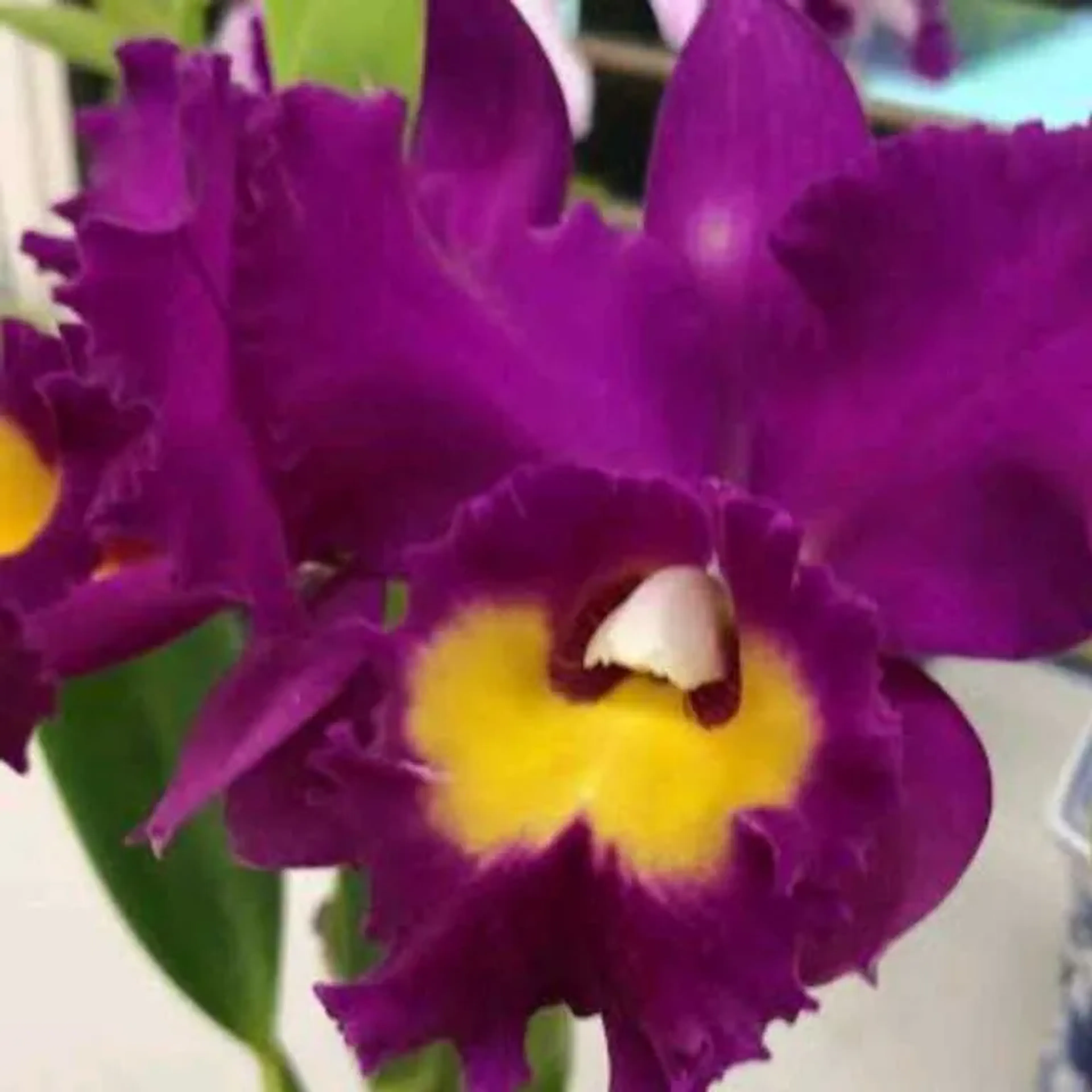 Rlc Agatha Summer X Lc samba explendor imagem