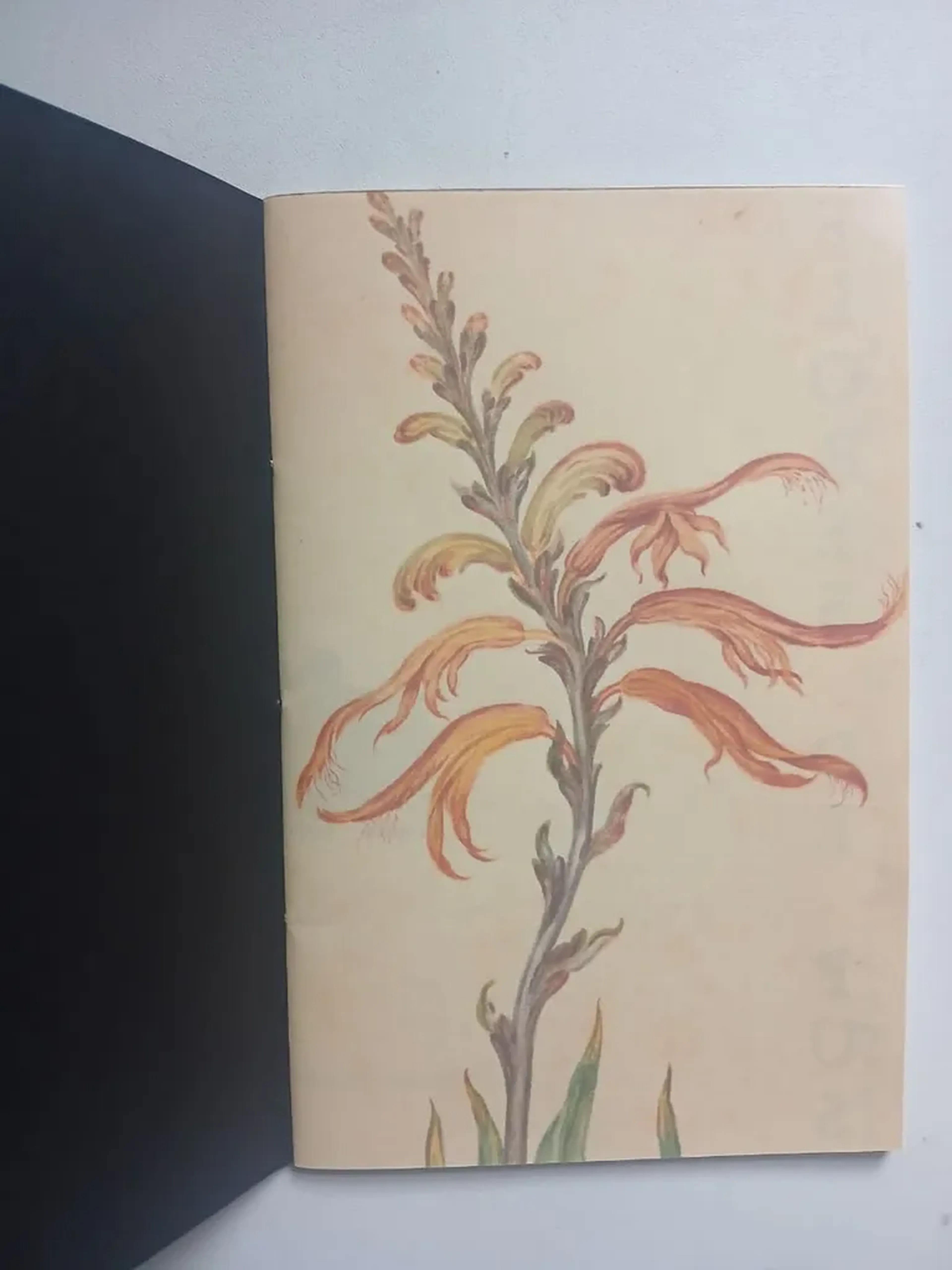 Flores de Pus imagem
