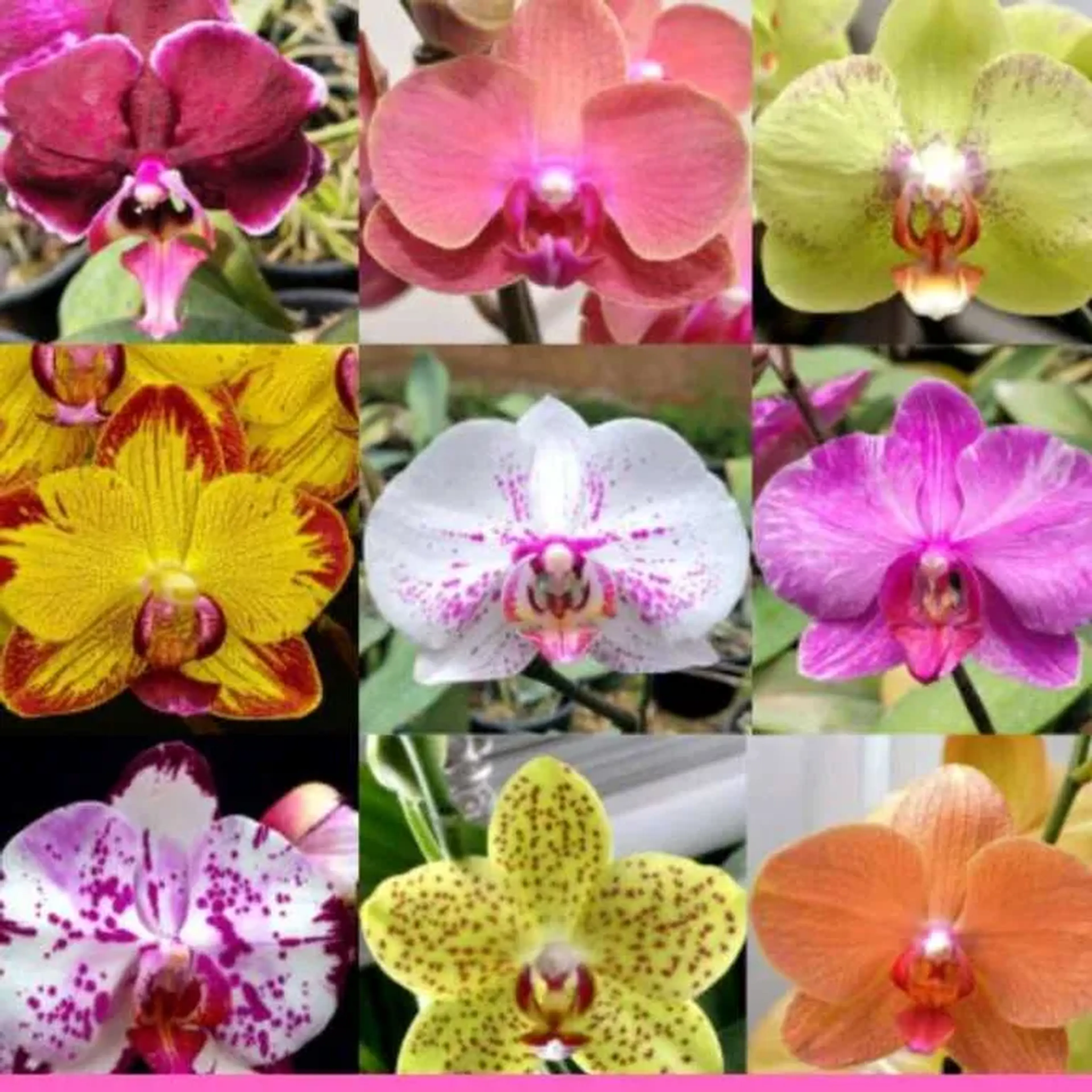 kit phalaenopsis exóticas imagem
