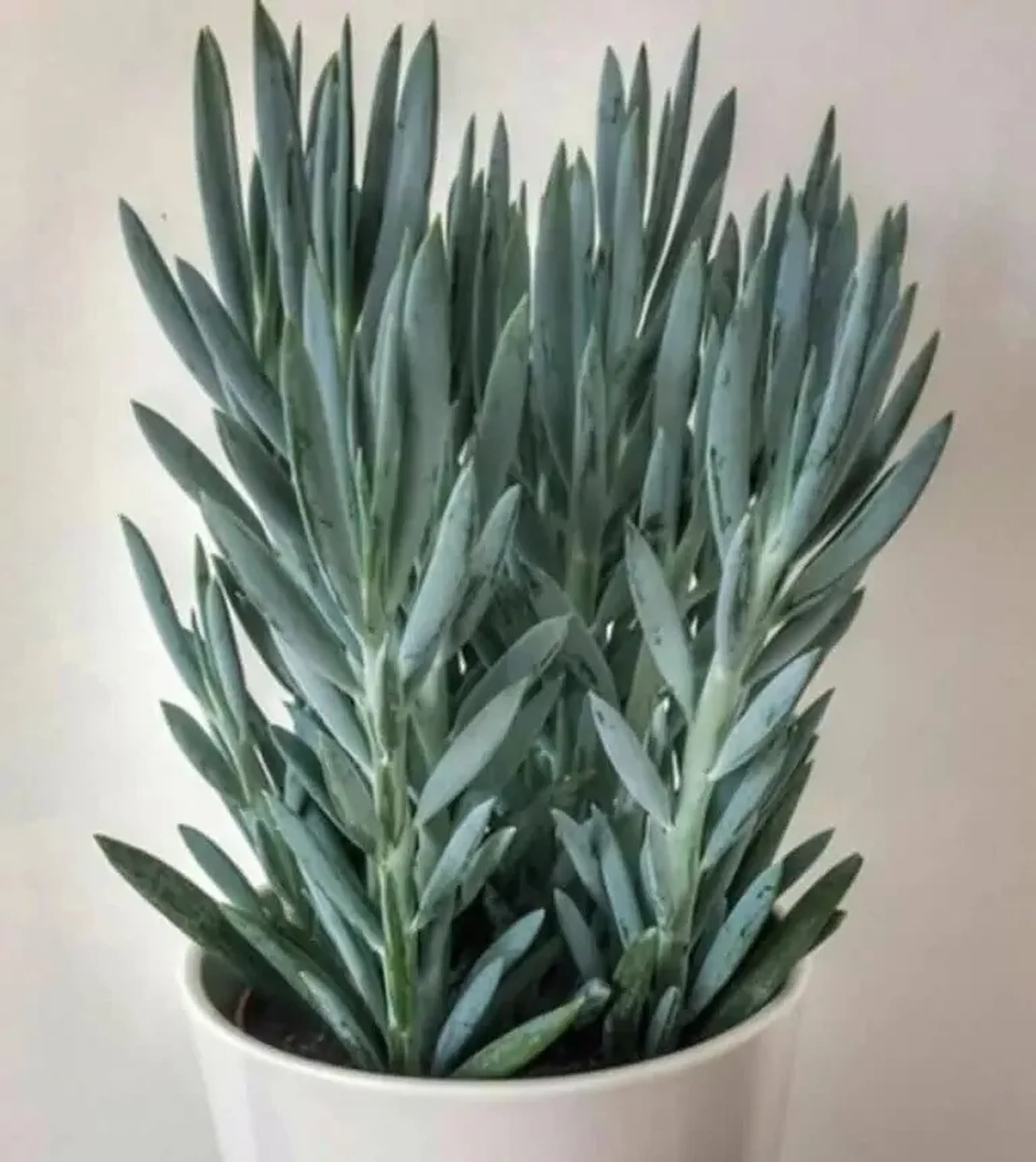 Senecio serpens [senécio azul] (muda enraizada) imagem