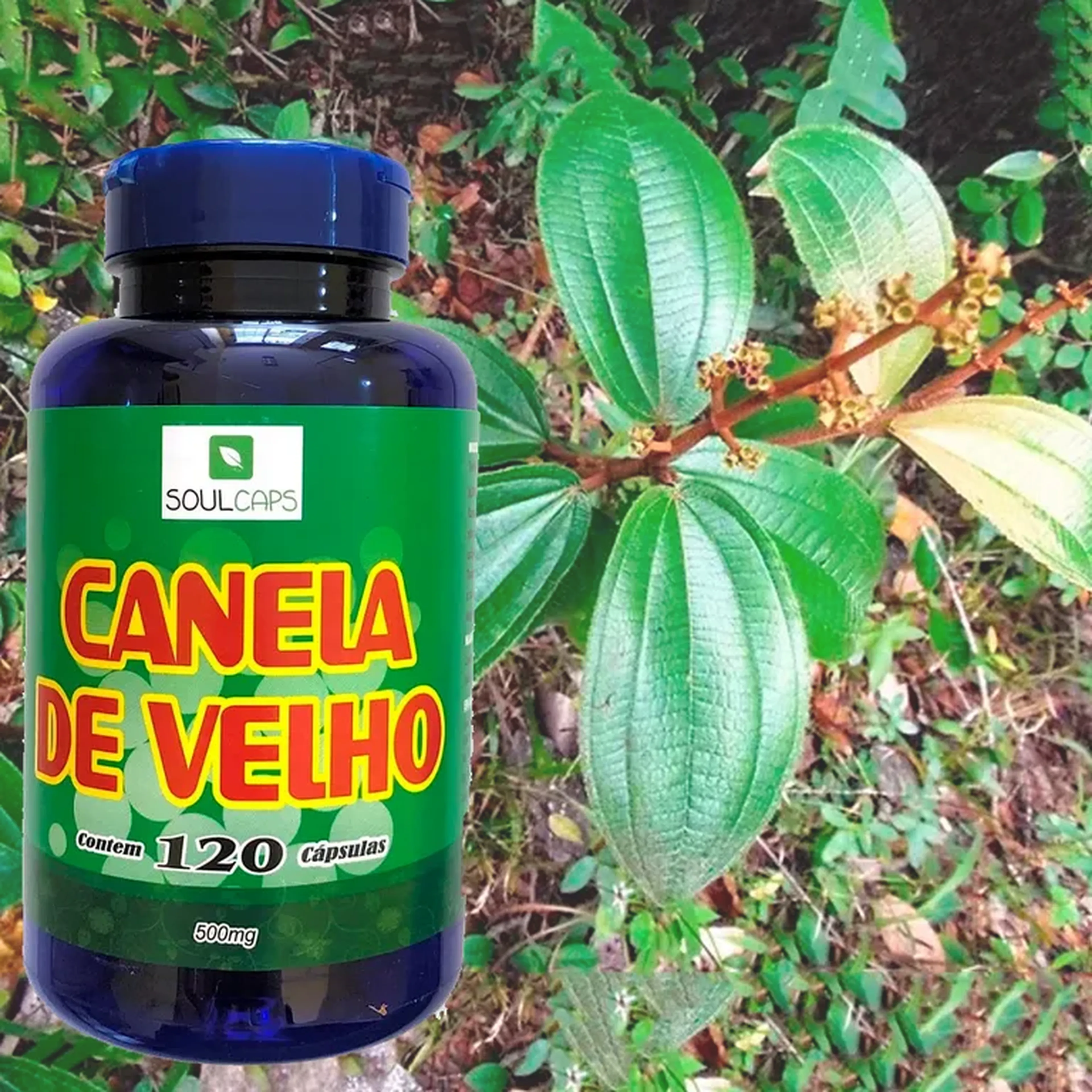Canela de velho em 120 capsula 500mg imagem