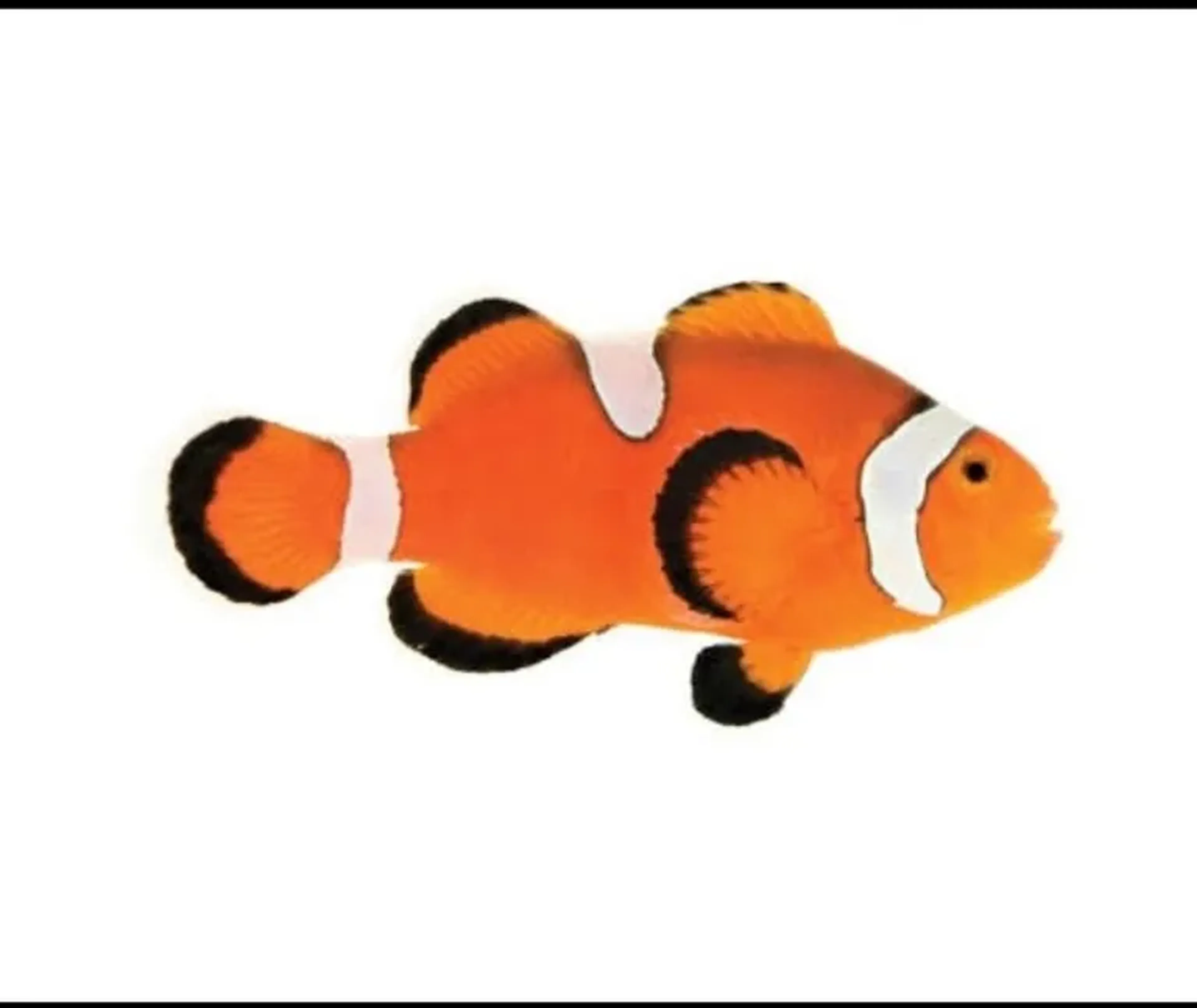 Ocelaris Misbar Laranja ou Black imagem