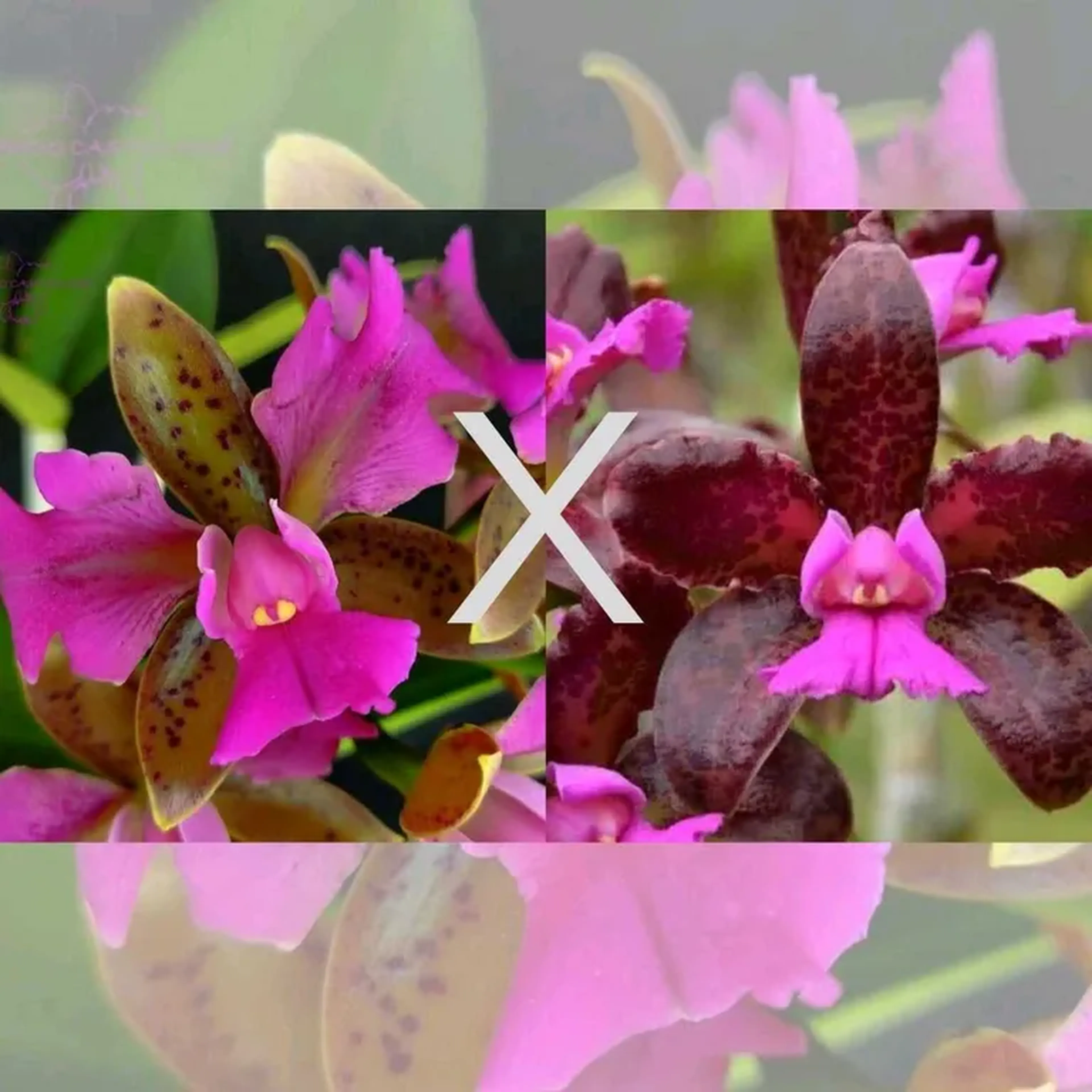 Cattleya Tigrina trilabelo X Cattleya Tigrina Dark Princes imagem