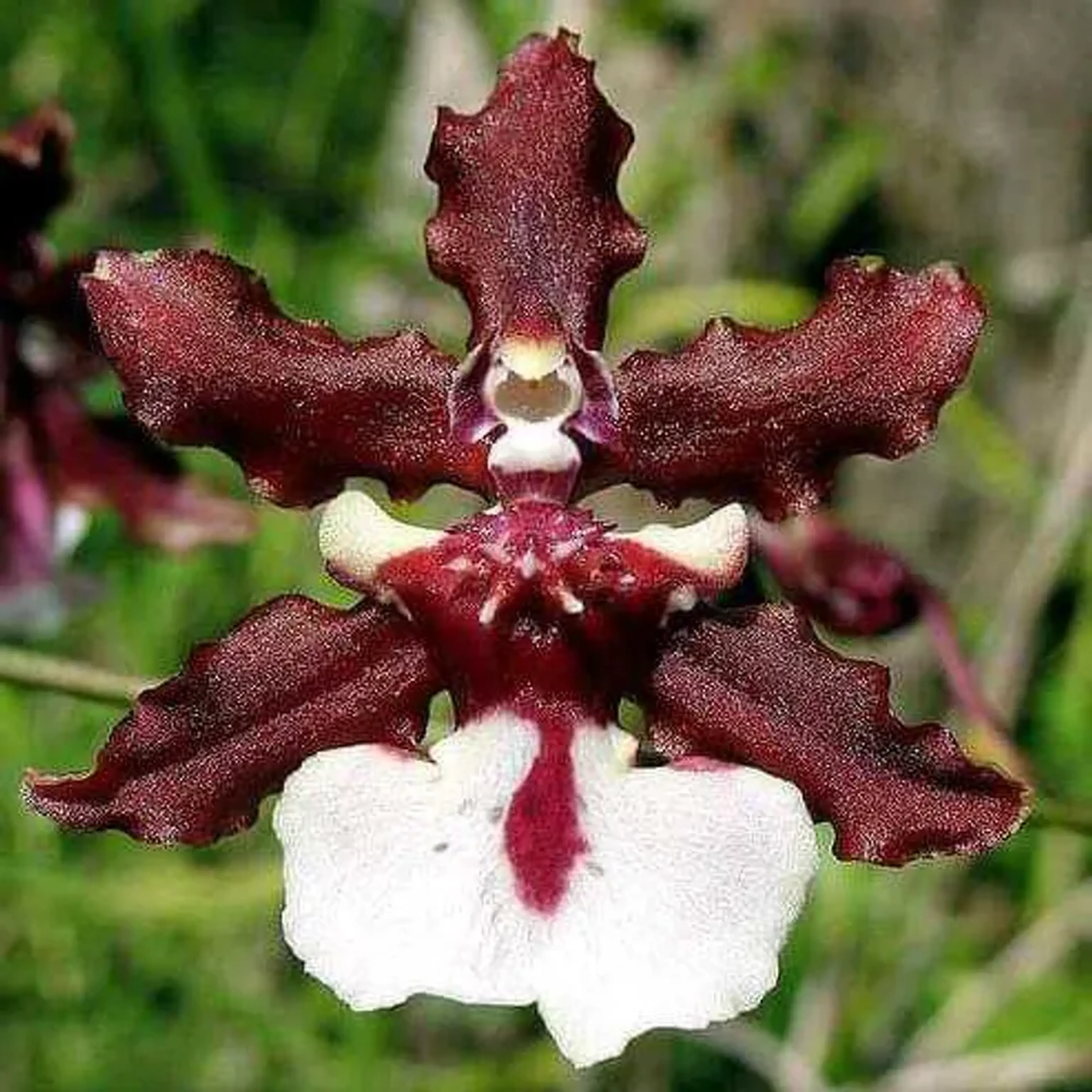 Oncidium Sharry Baby imagem
