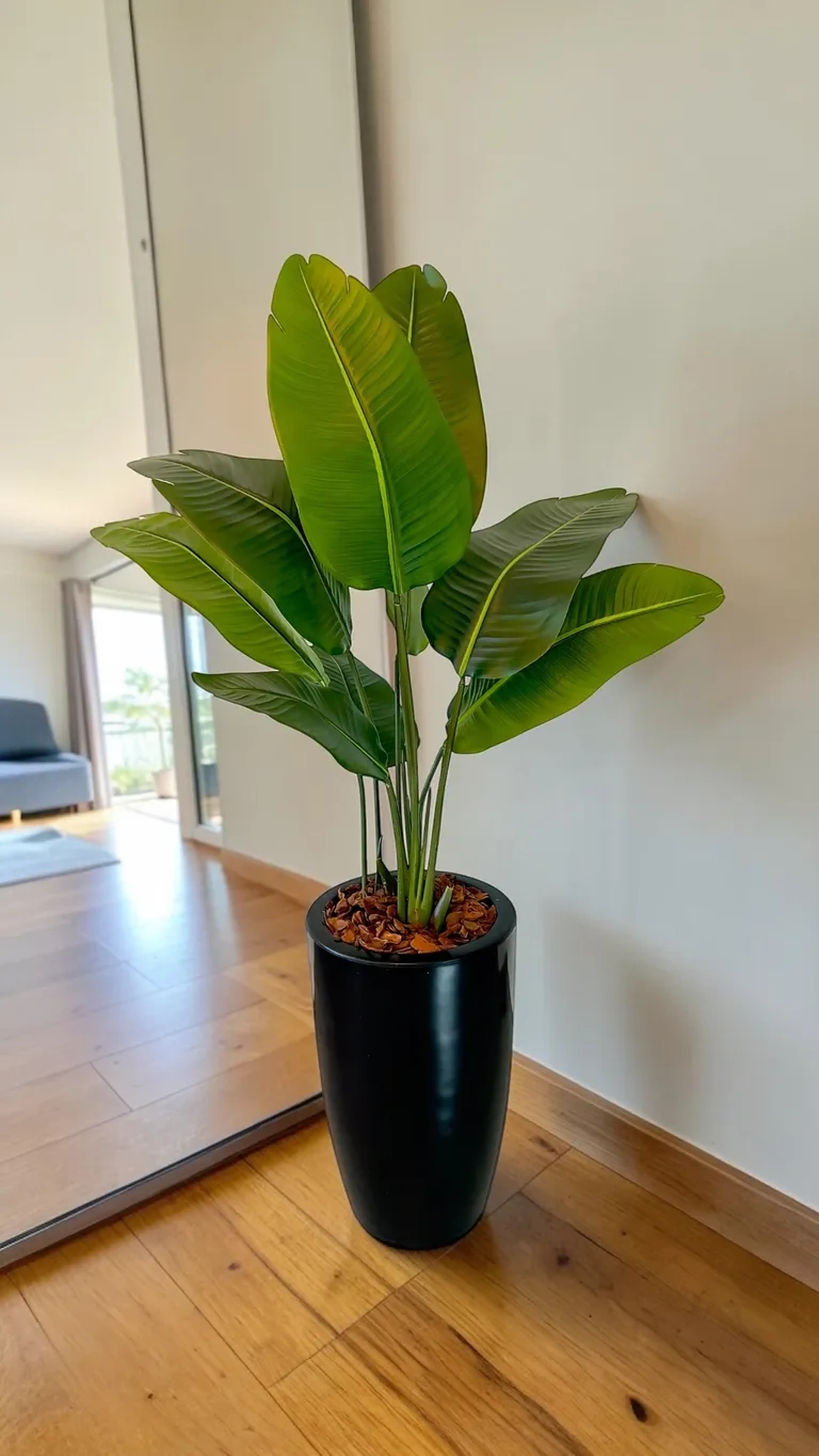Planta de Chão - Bananeira imagem