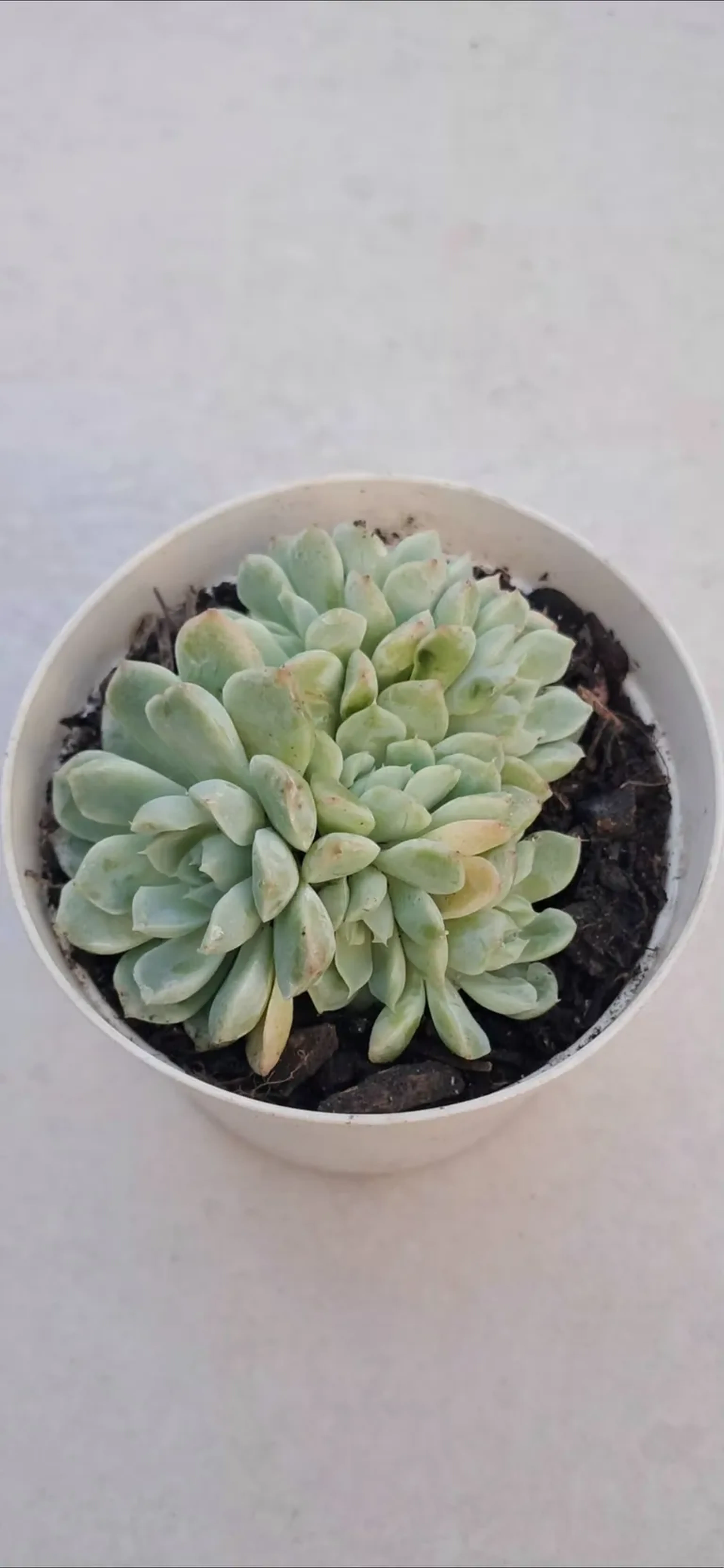 ECH ELEGANCE CRISTATA. POTE 9 imagem