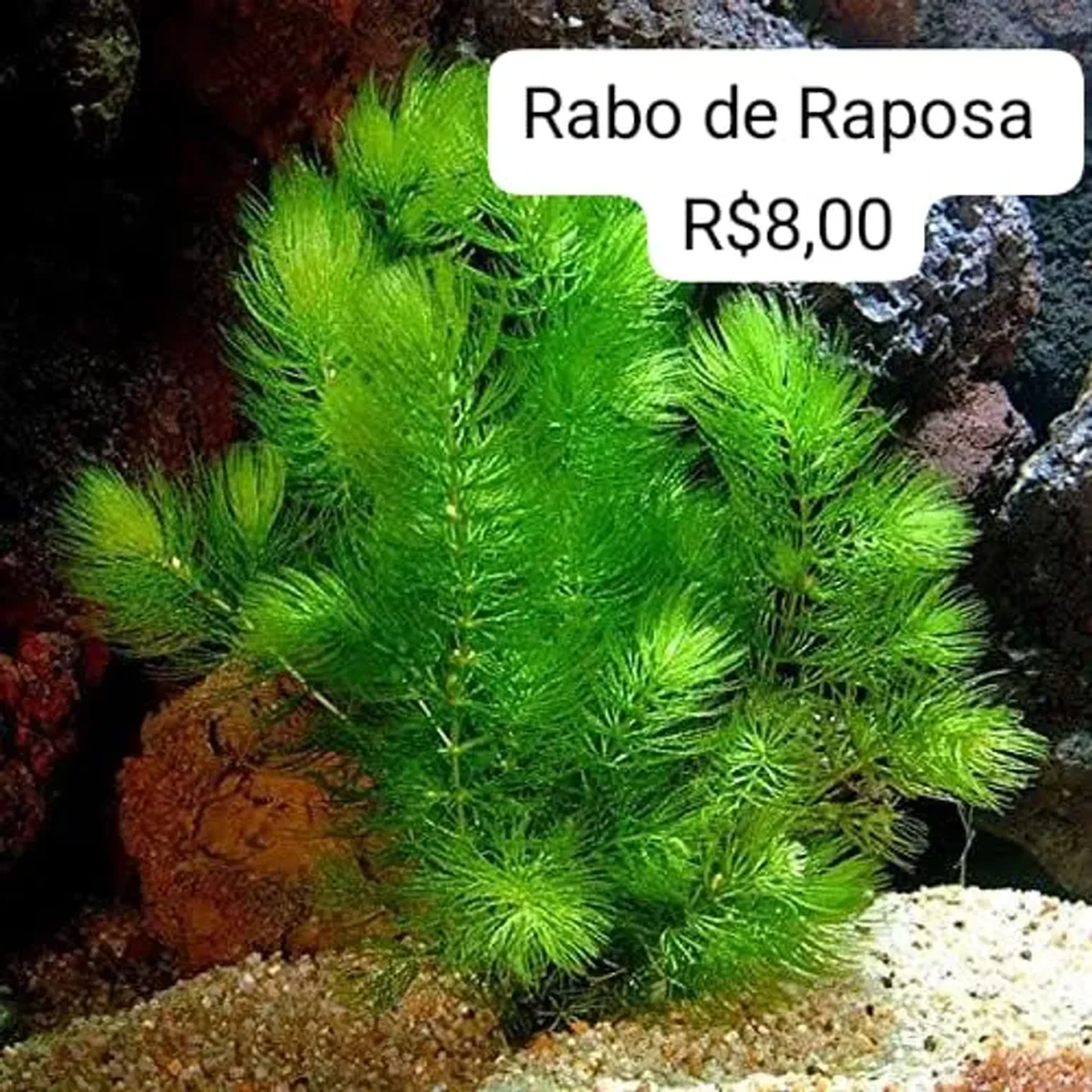 Rabo de Raposa imagem
