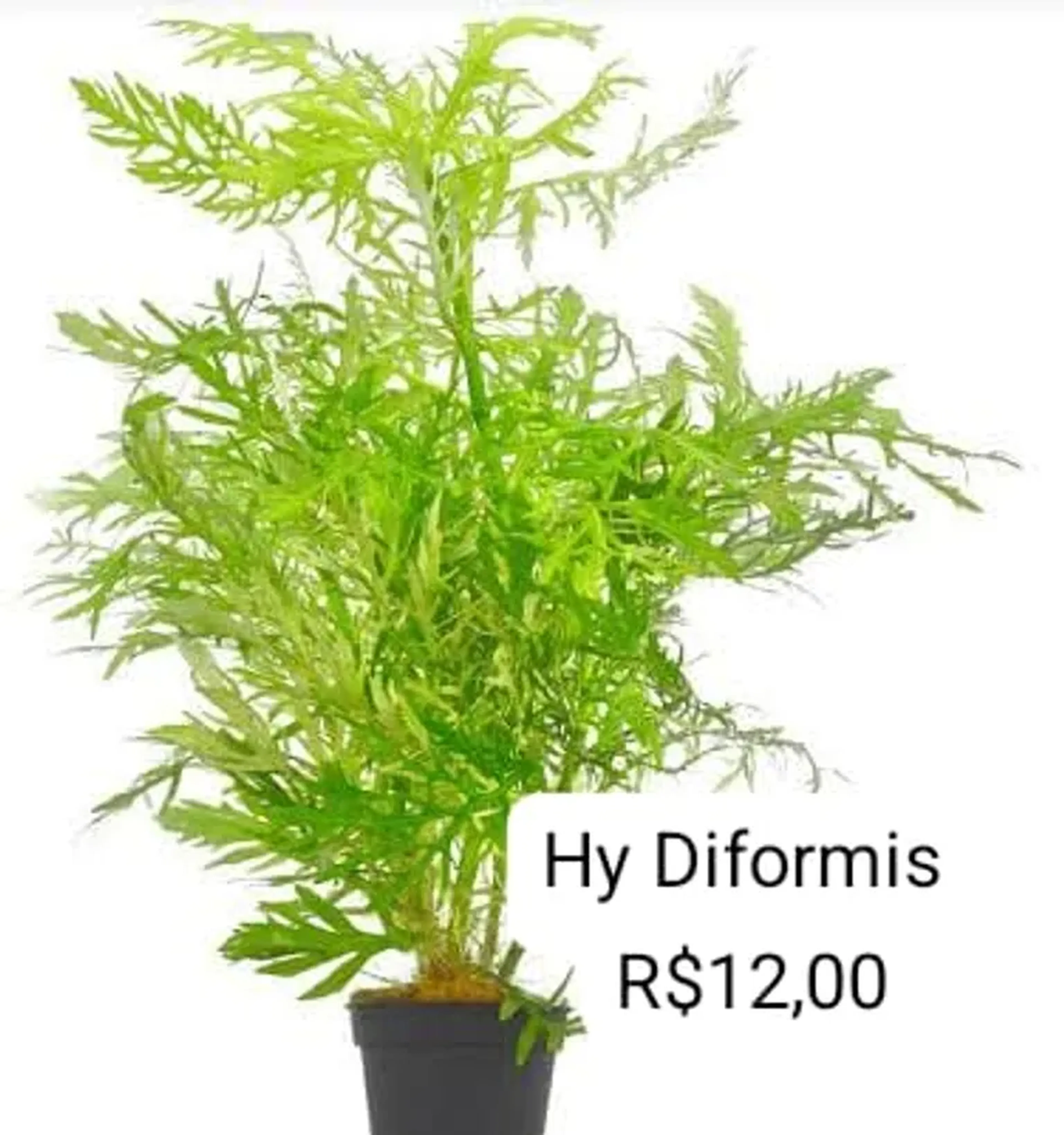 Hy Diformis imagem