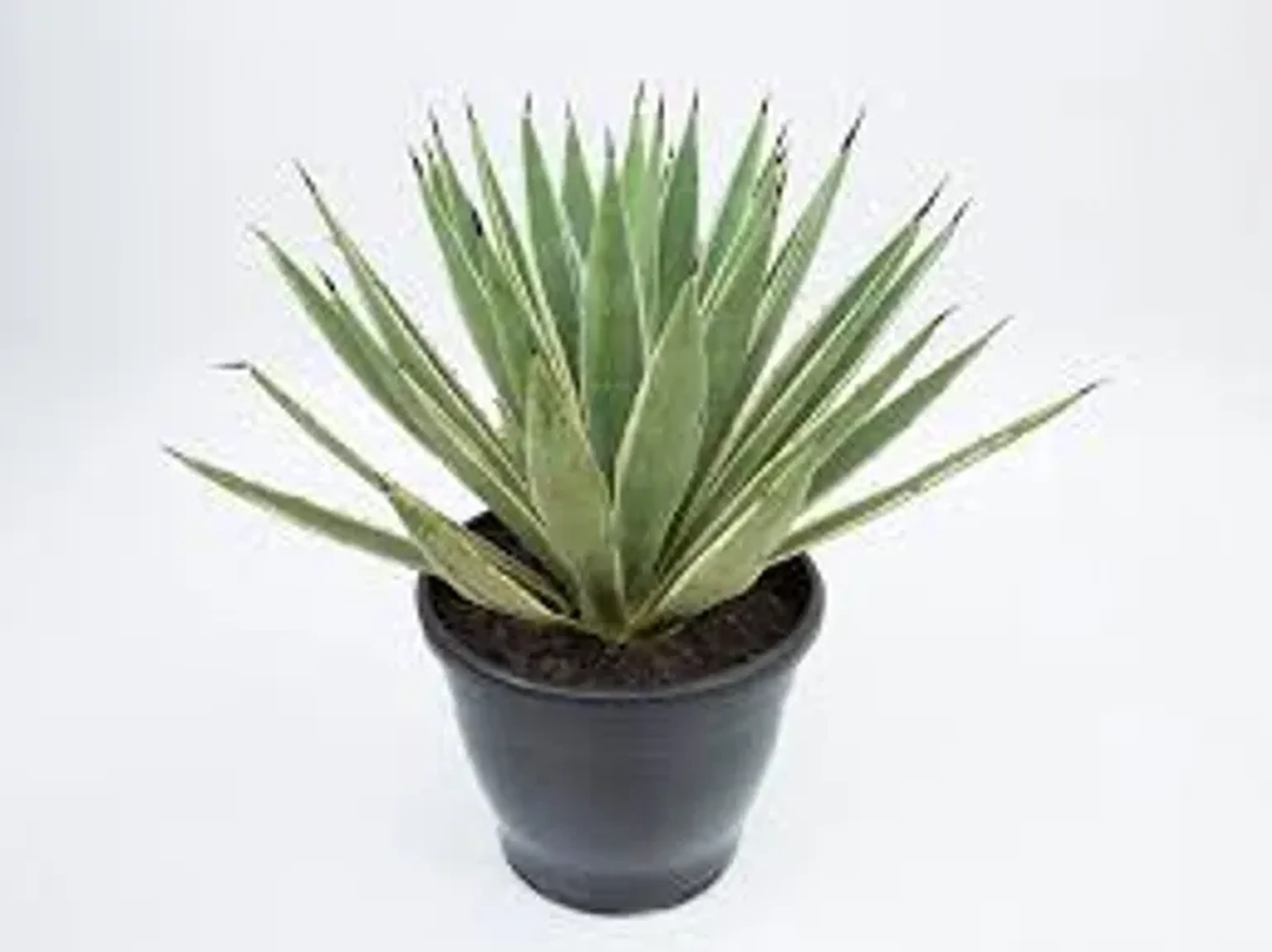 Agave angustifolia - Pote 11 imagem
