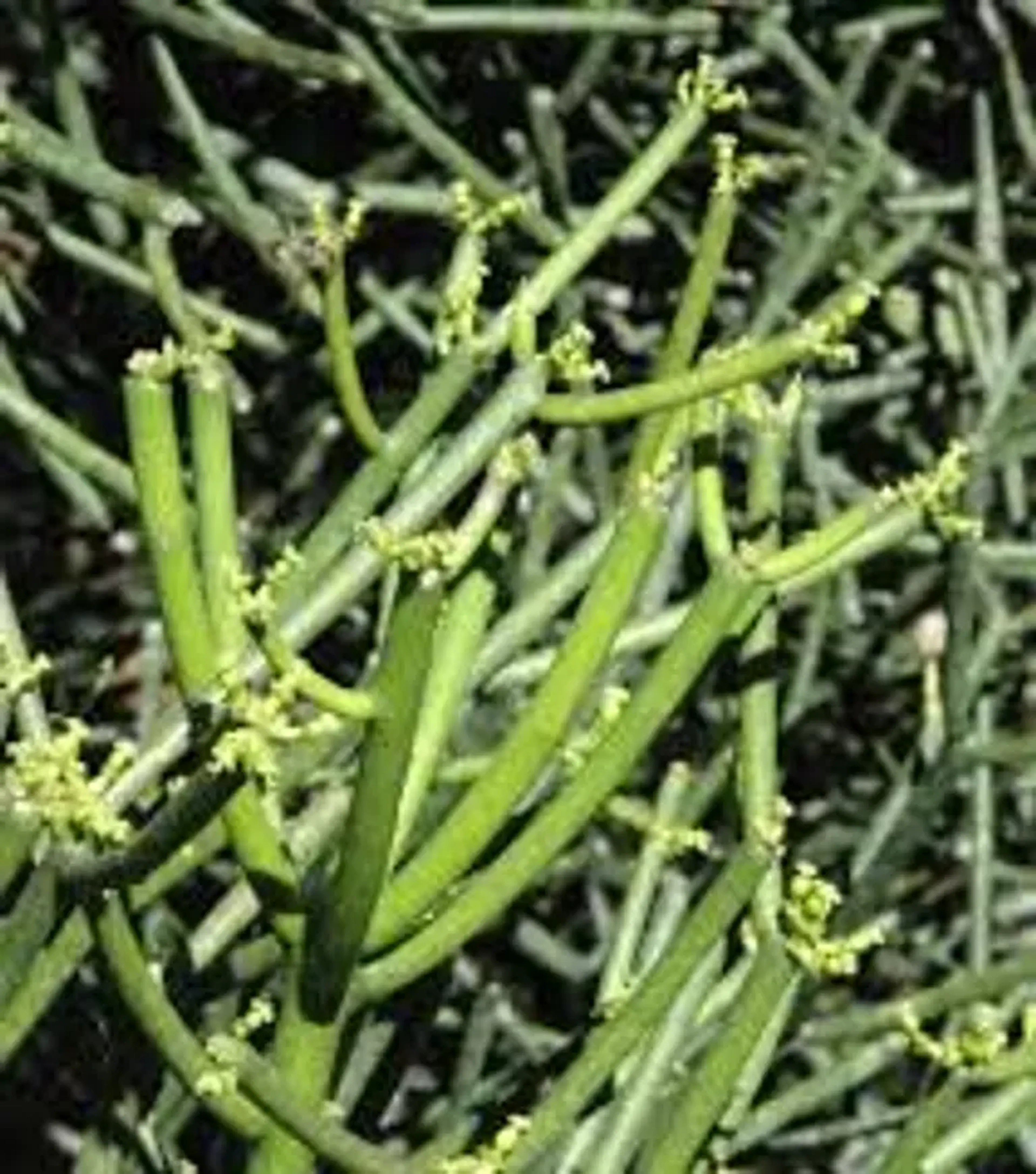 Aveloz - Euphorbia tirucalli - Pote 11 imagem