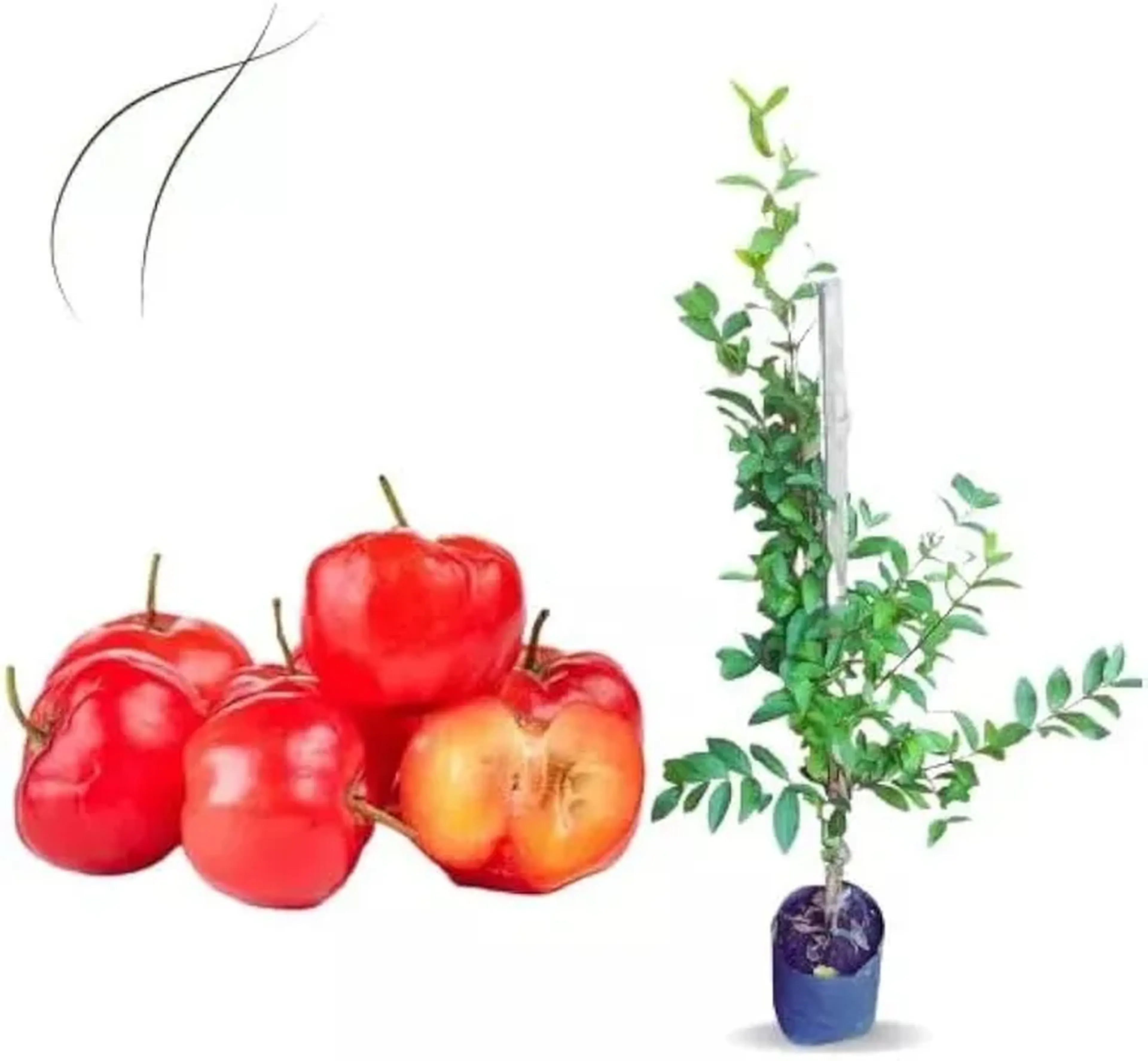 Muda de Acerola imagem