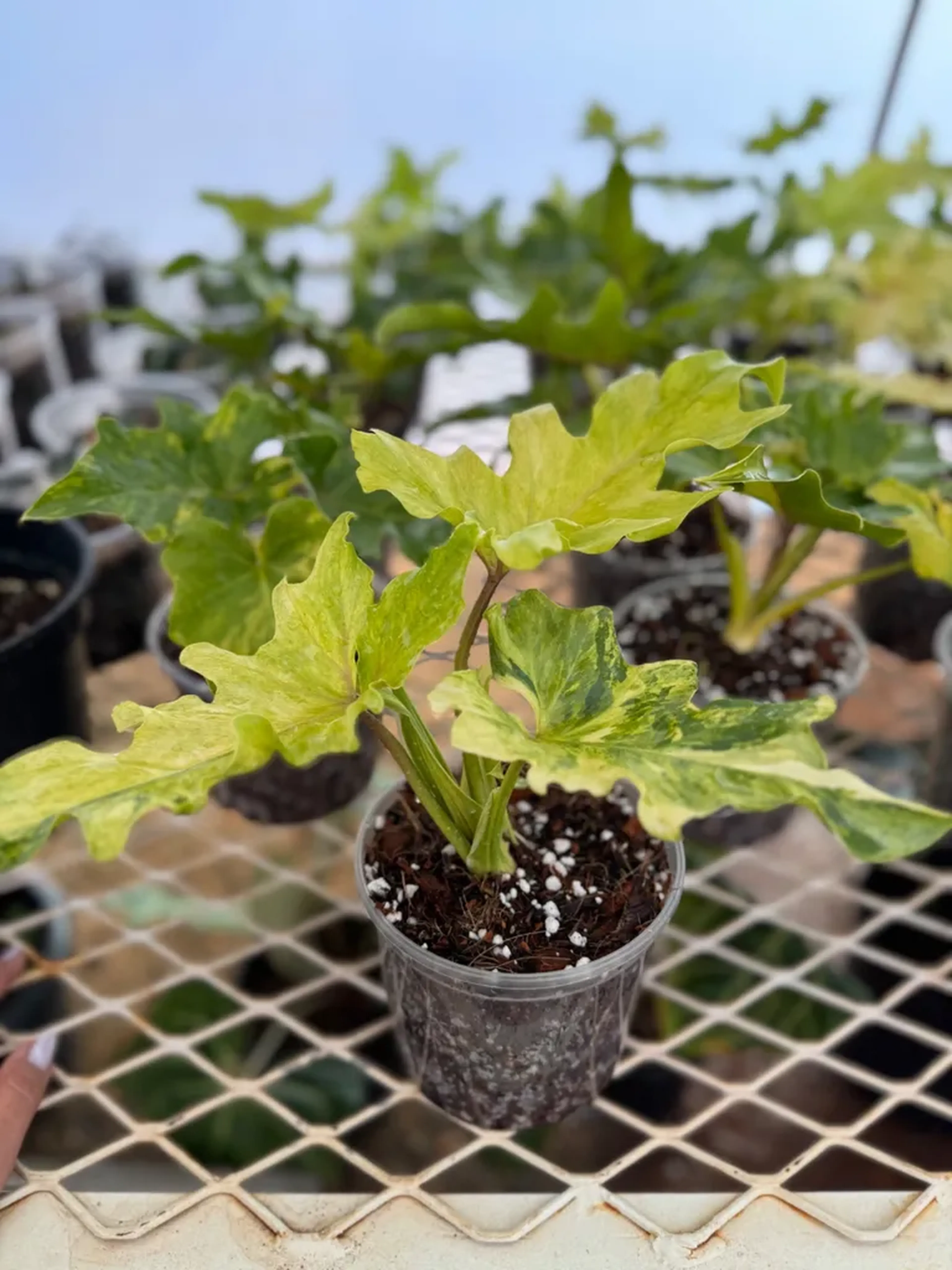 Guaimbé Variegata imagem
