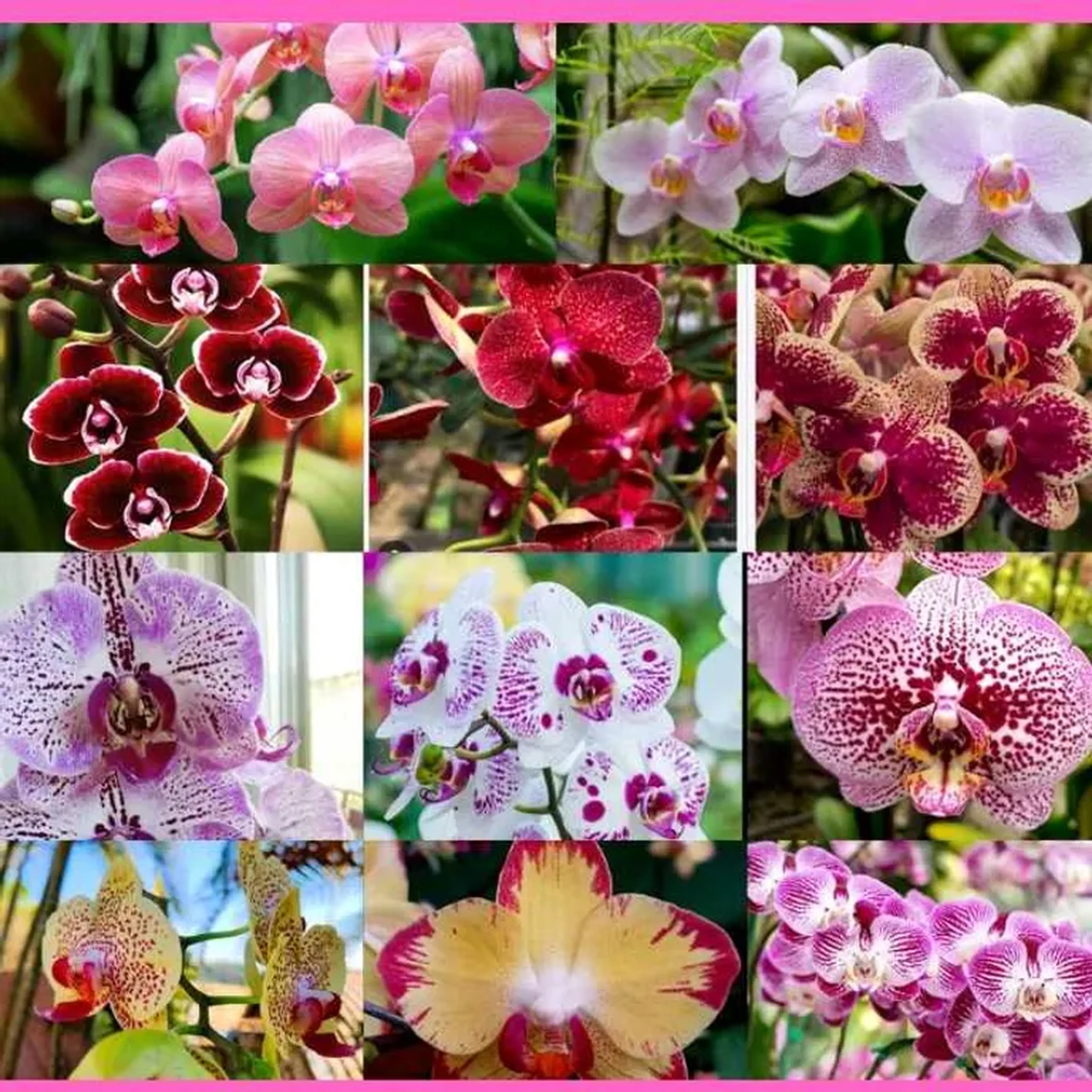 super kit de phalaenopsis imagem