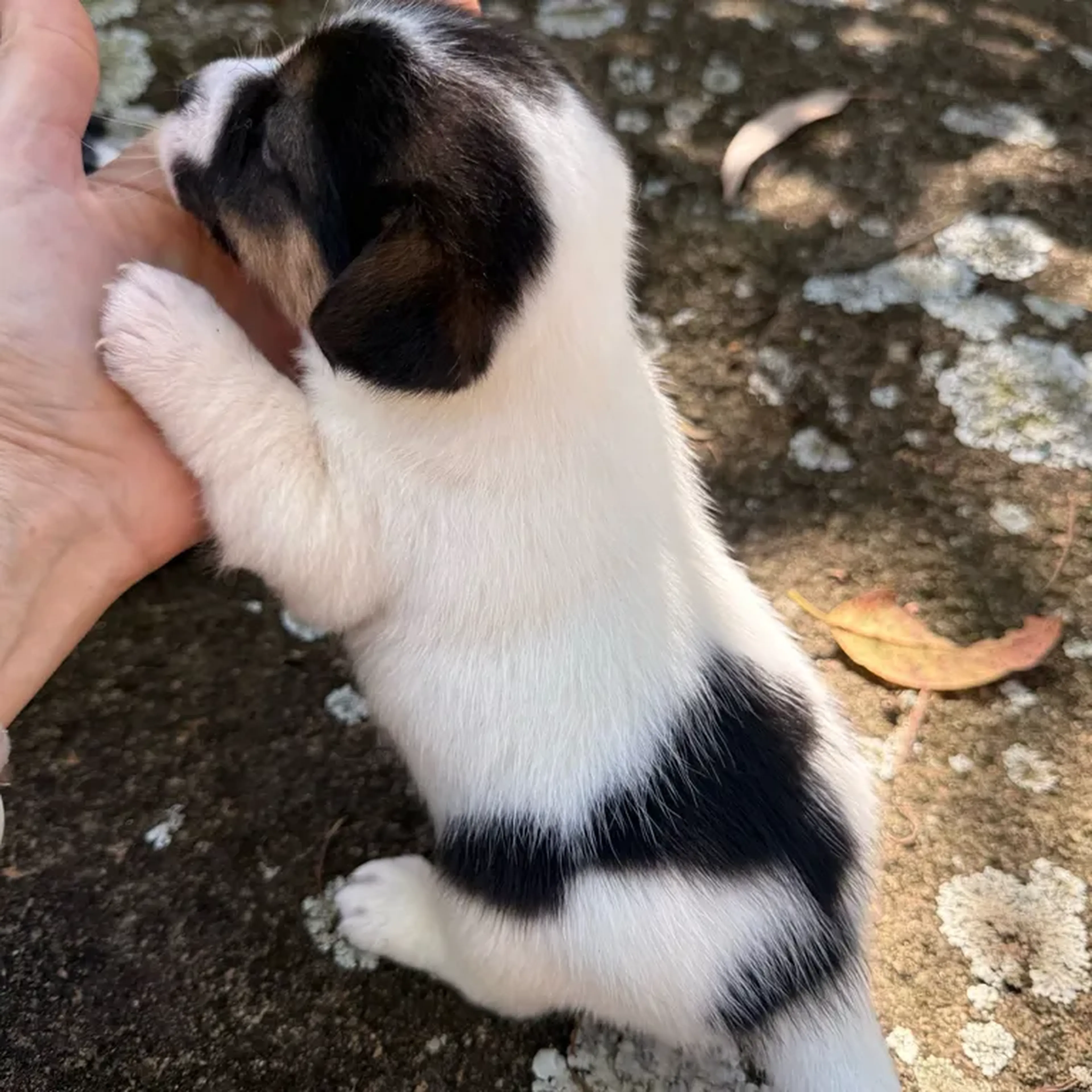 Jack Russell Femea Tricolor (2) nascida 15-07-2026 imagem