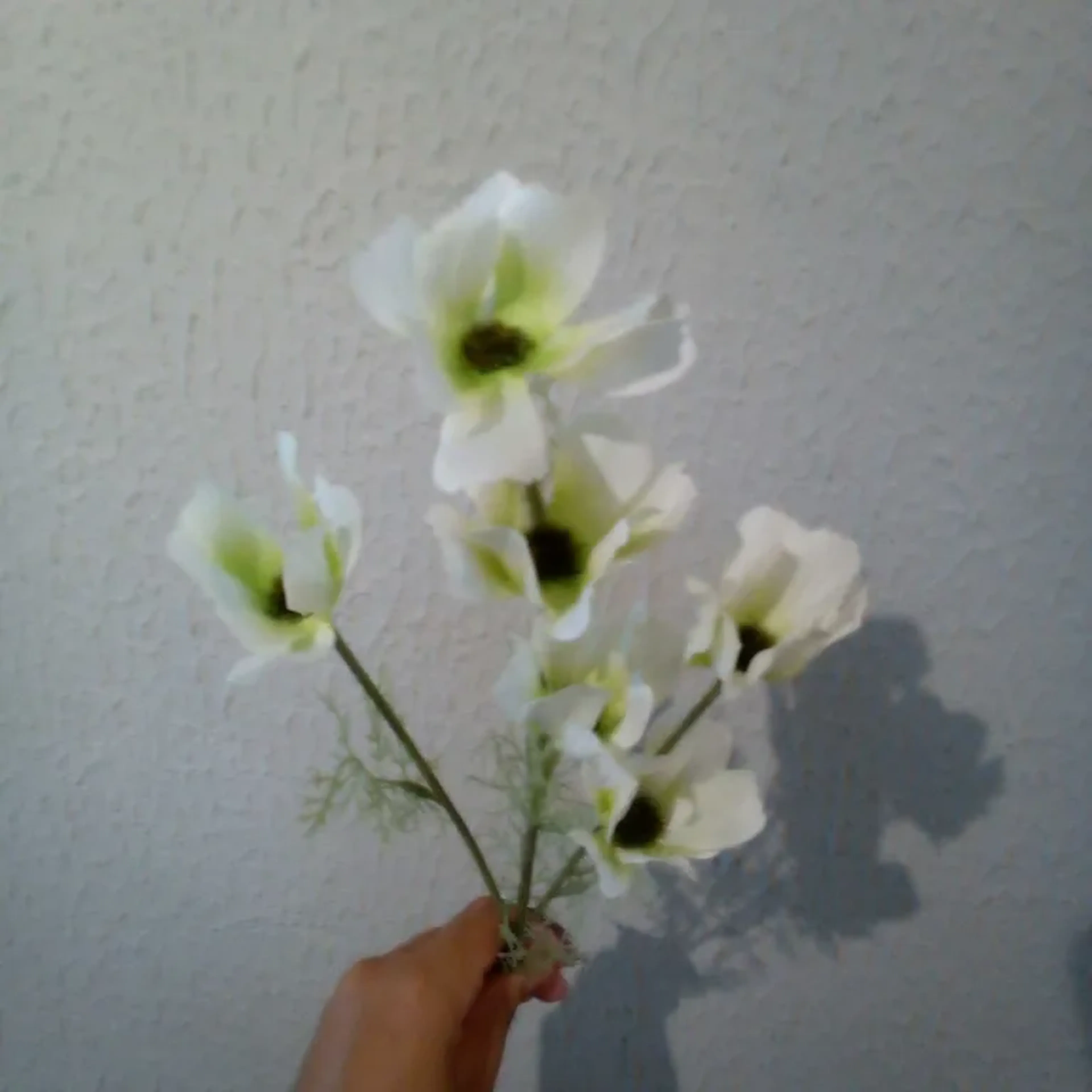 Cosmos Branco imagem