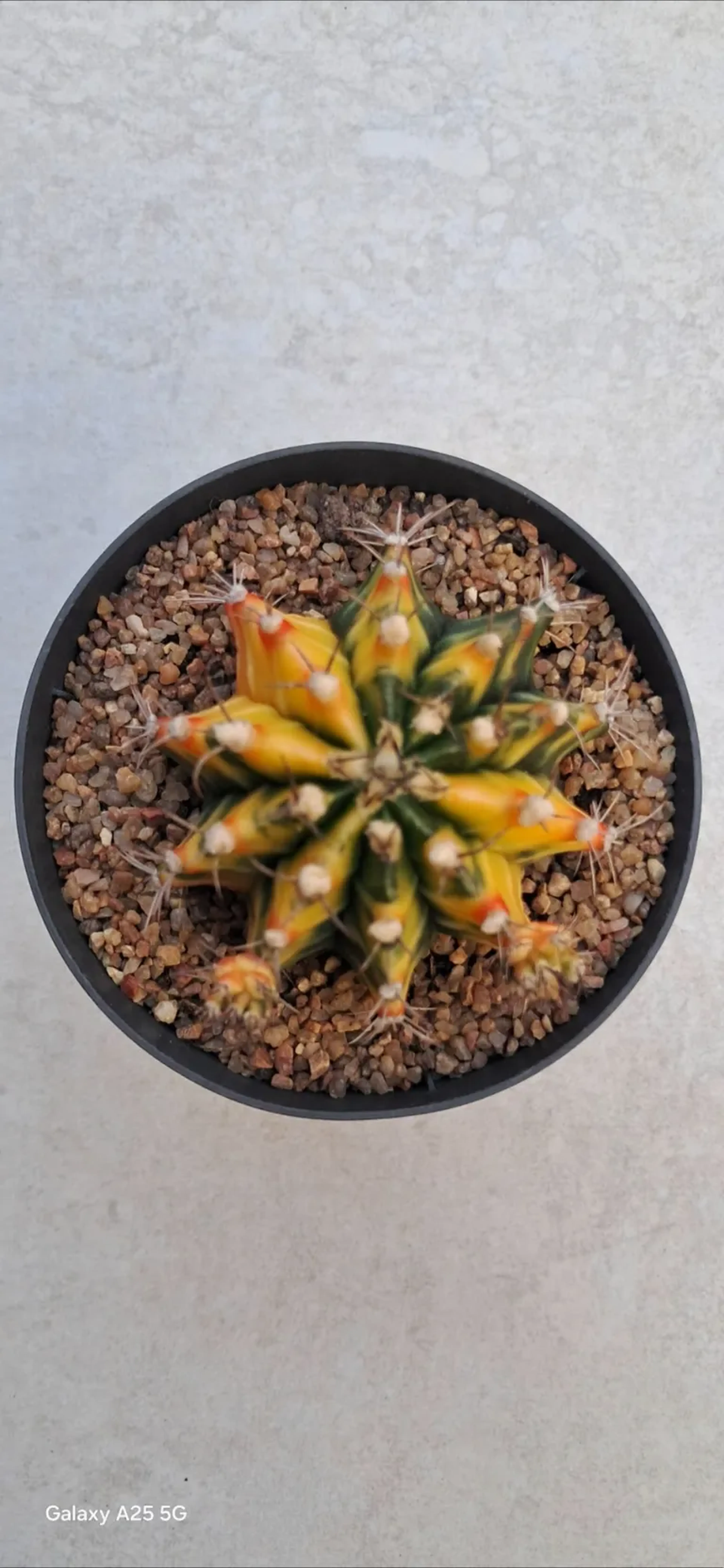 CACTO GYMNOCALYCIUM MIHANOVICHII VAREGATA. POTE 9 imagem