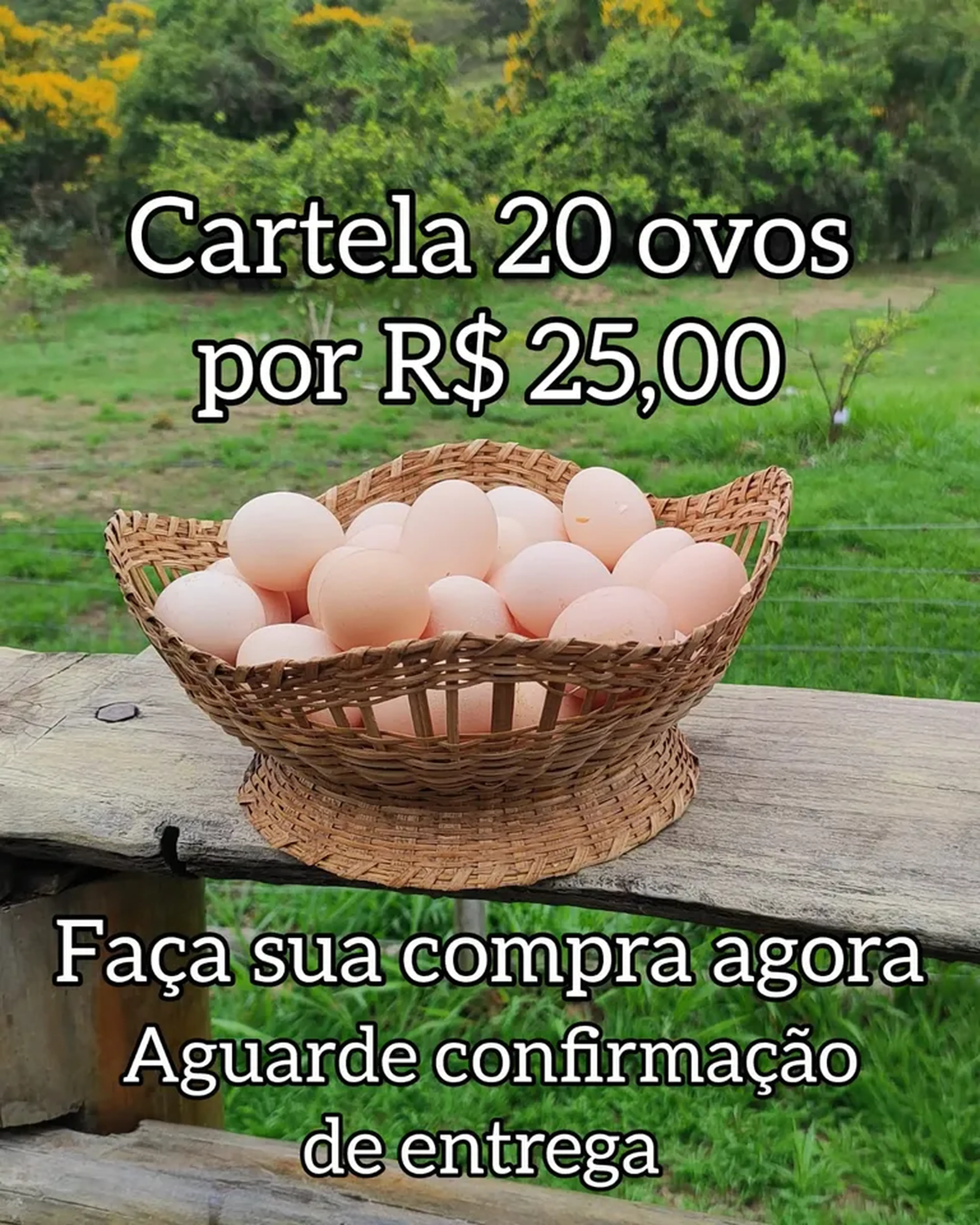 20 ovos em cartela unica imagem