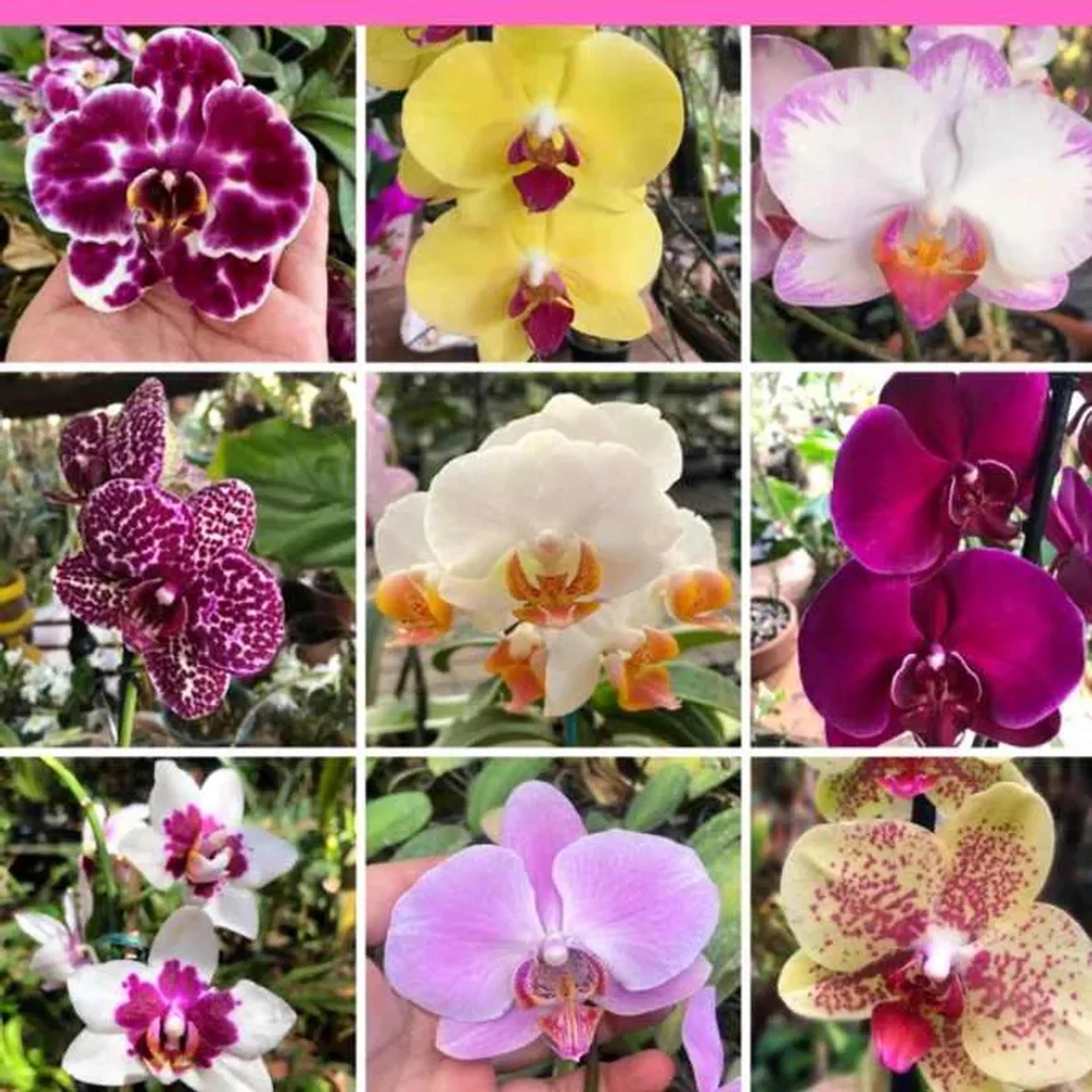 kit phalaenopsis coloridas 2 imagem