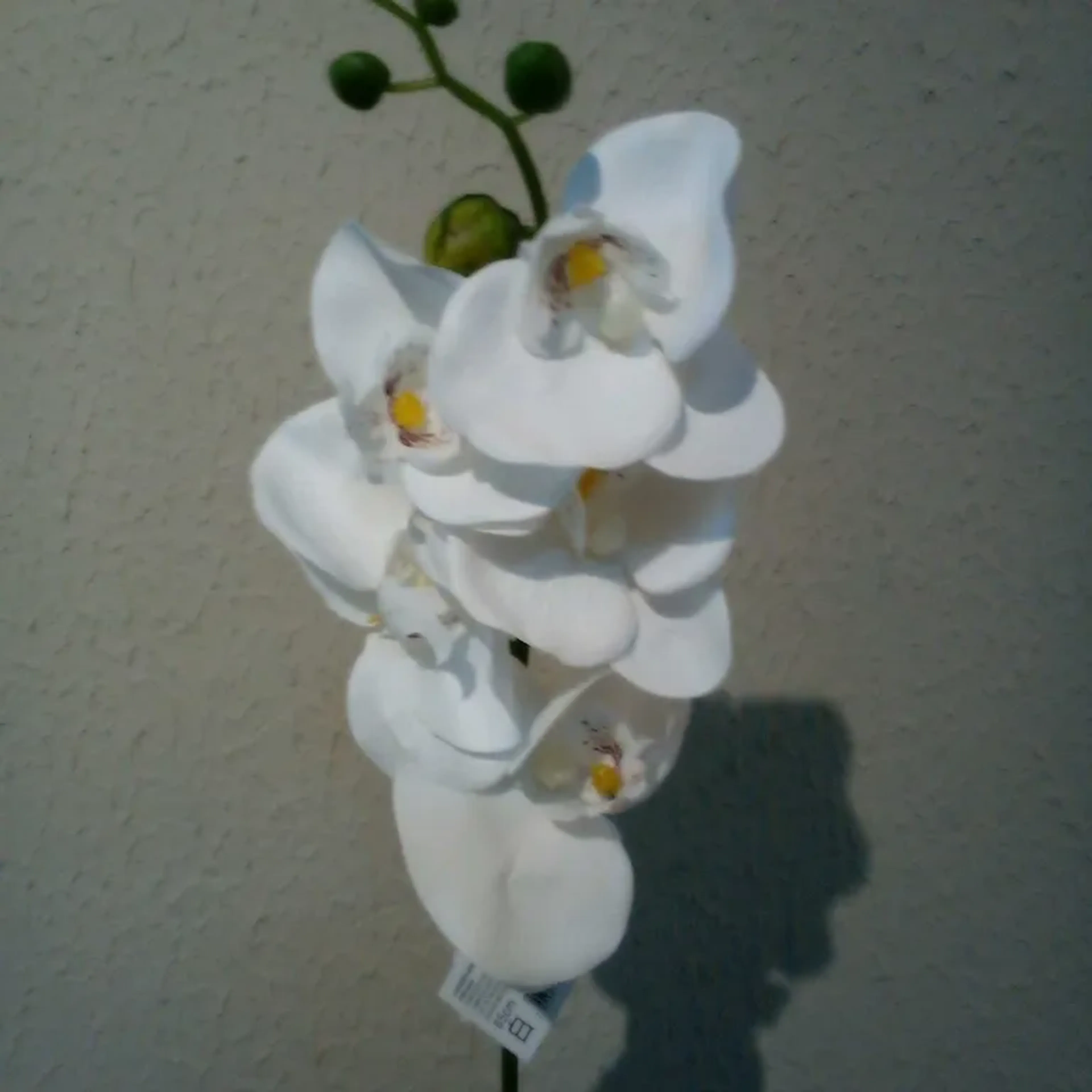 Orquídea Branca Real Toque imagem