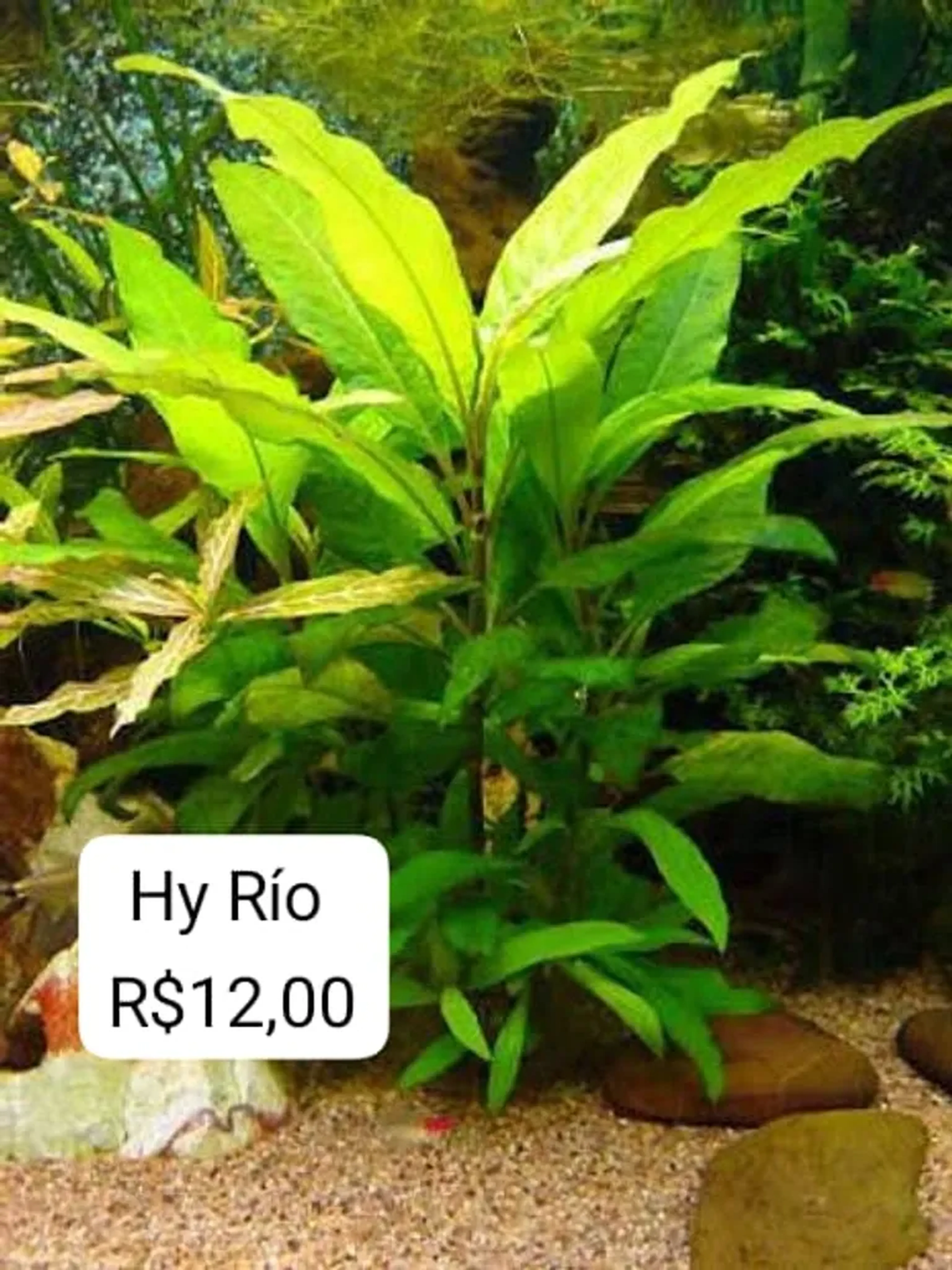 Hy Río imagem