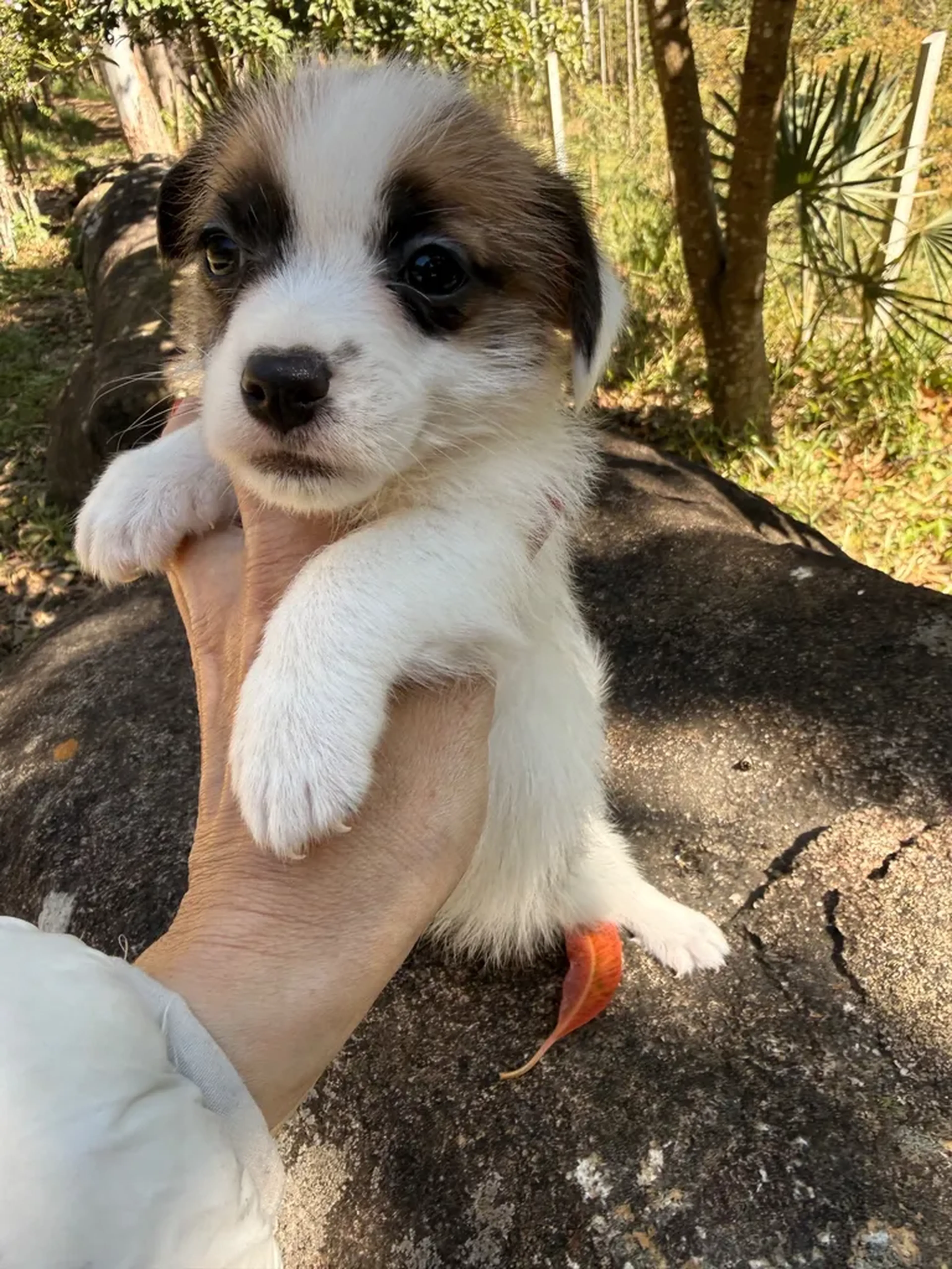 Jack Russell Macho Bicolor DN 30-06-26 imagem