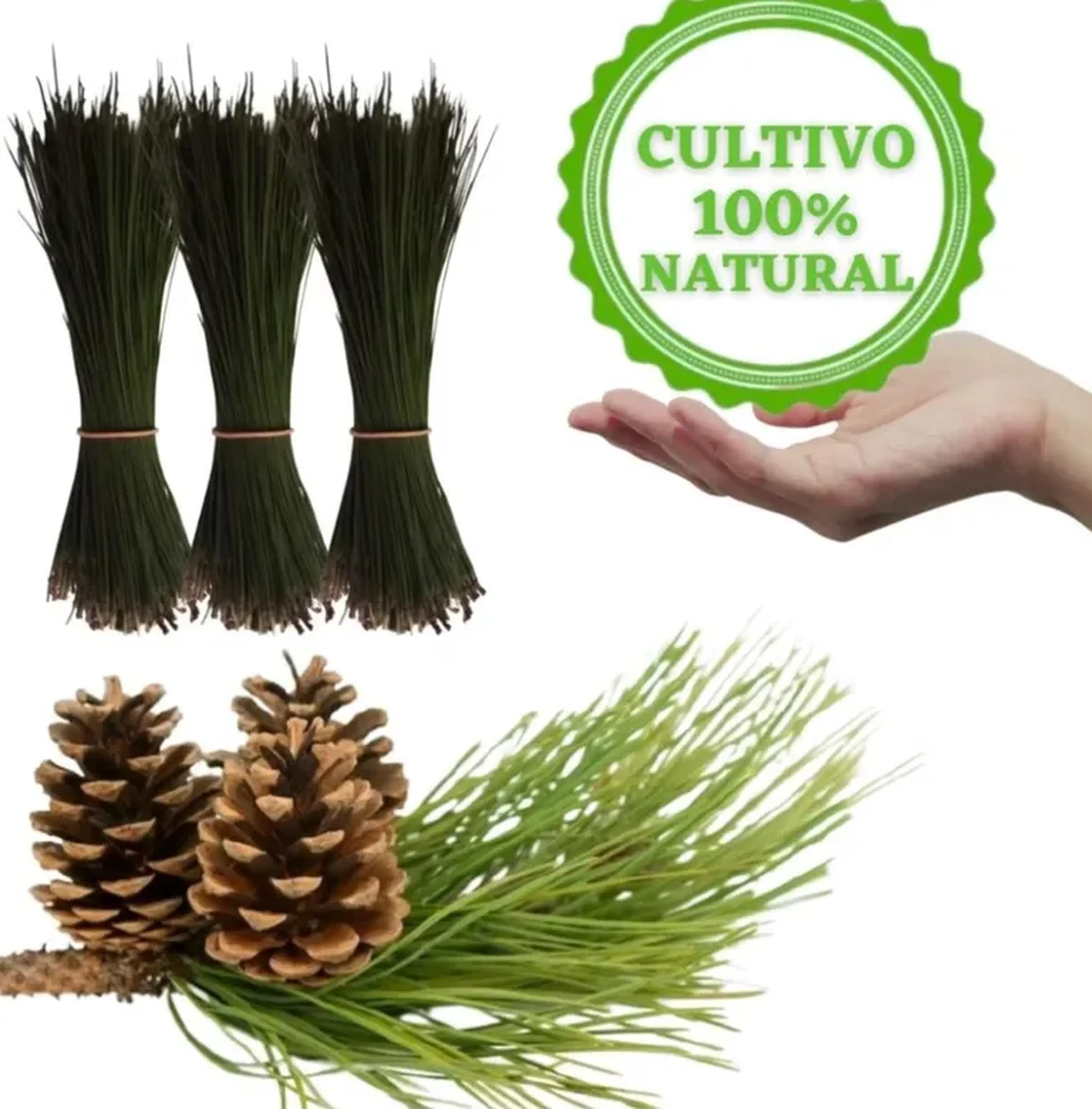 Agulhas de Pinheiro em Natura 500g imagem