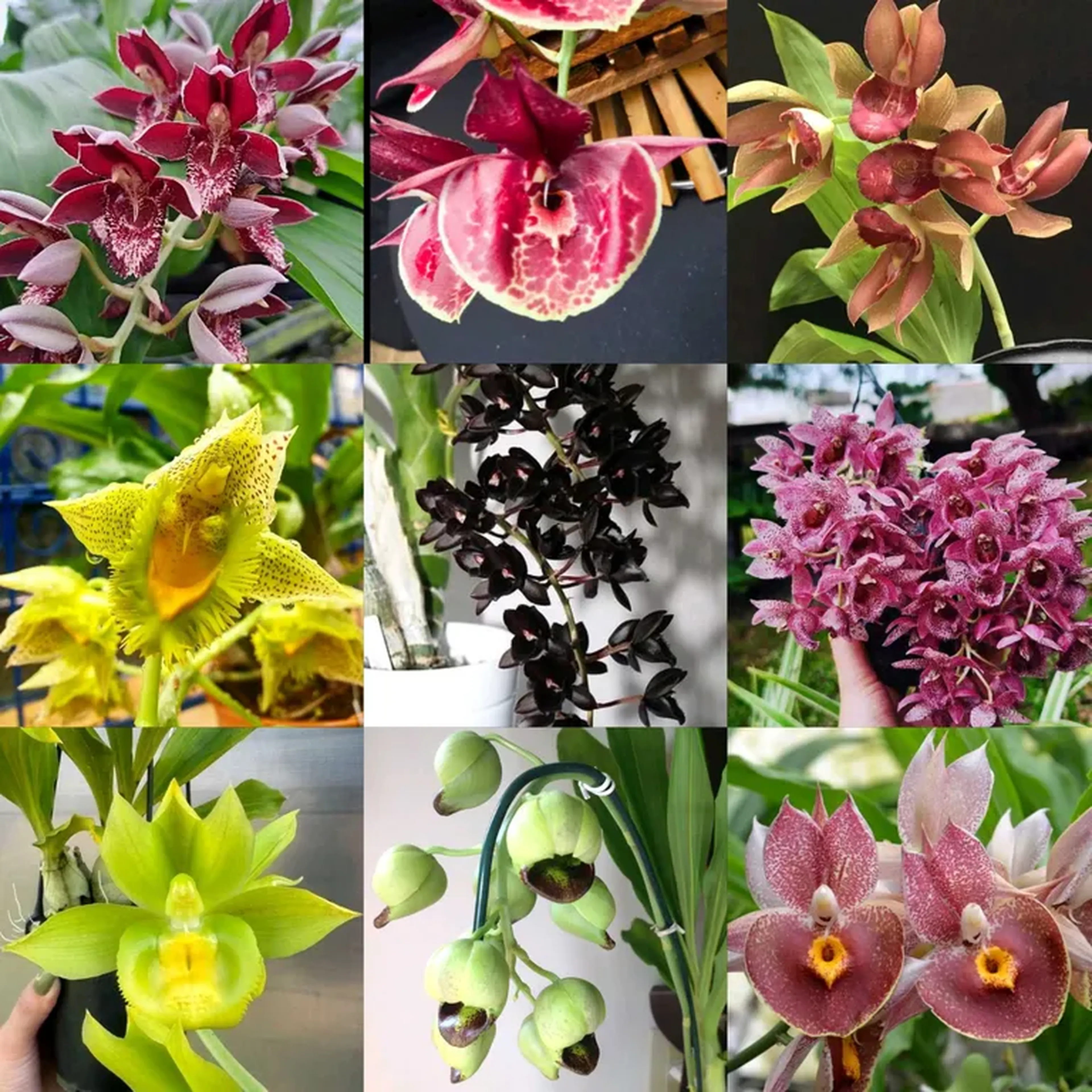 kit catasetum mudas imagem