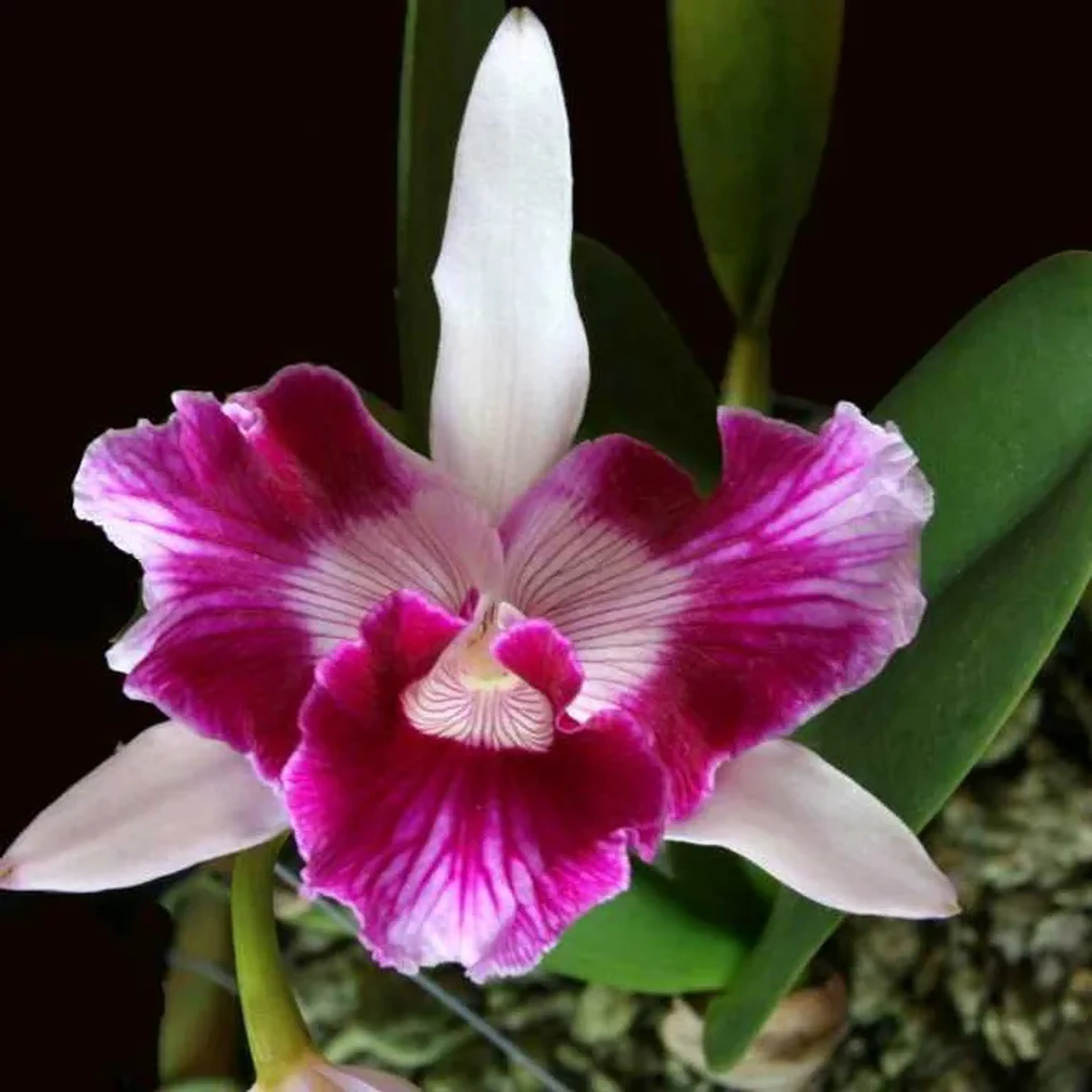 Laelia purpurata tri labelo imagem