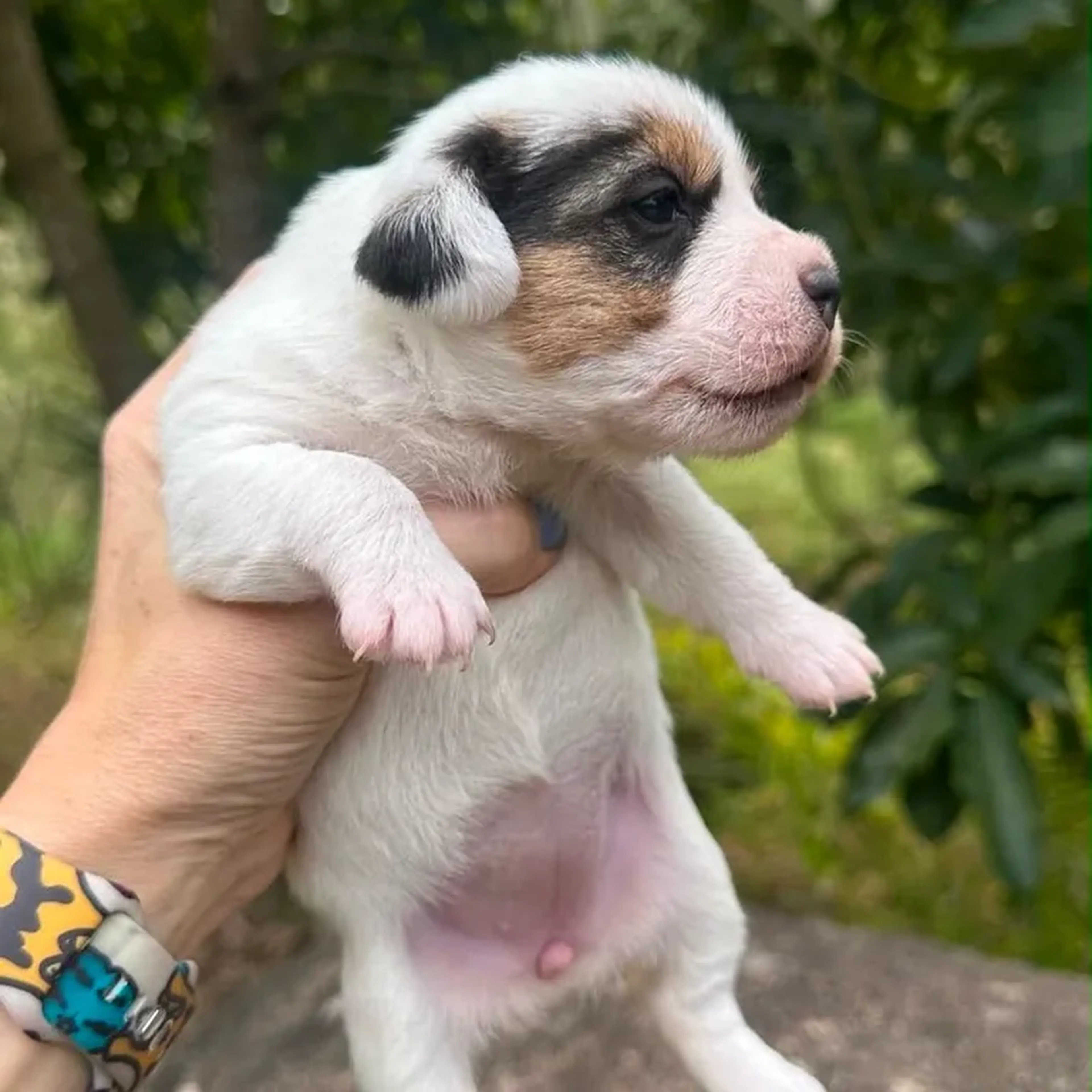 jack Russell imagem