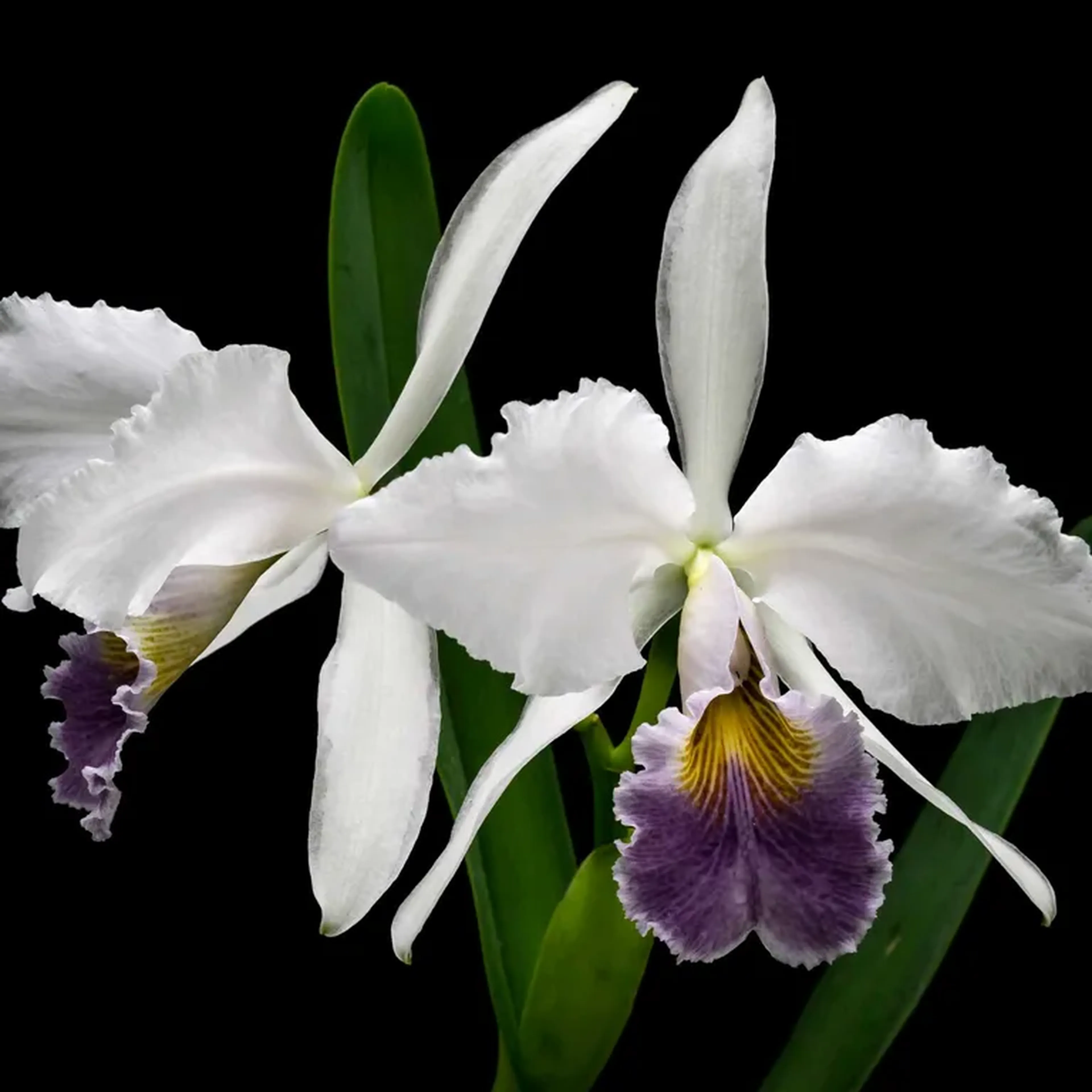 Cattleya gaskelliana va. coerulea 'Aida' imagem