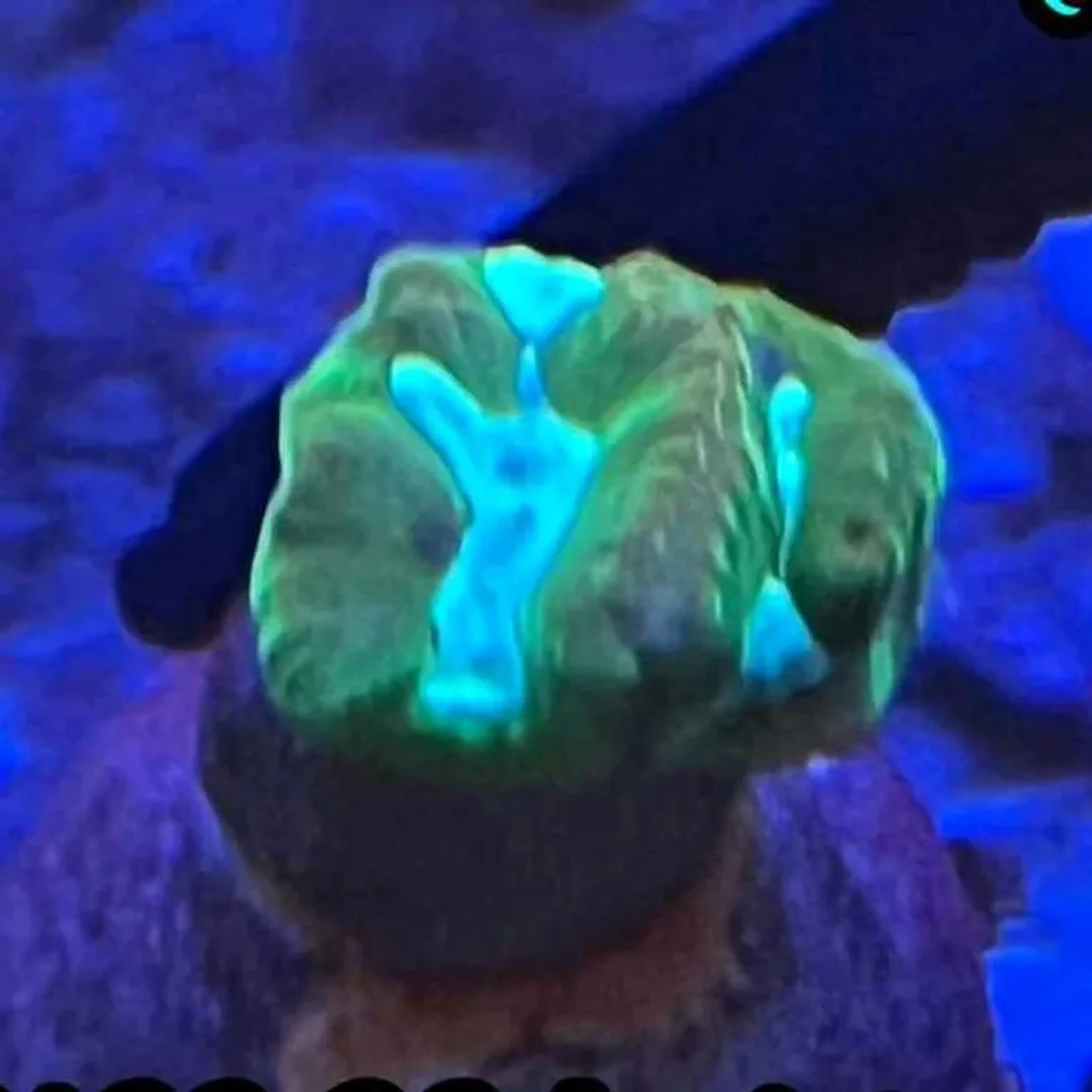 Favia Green imagem