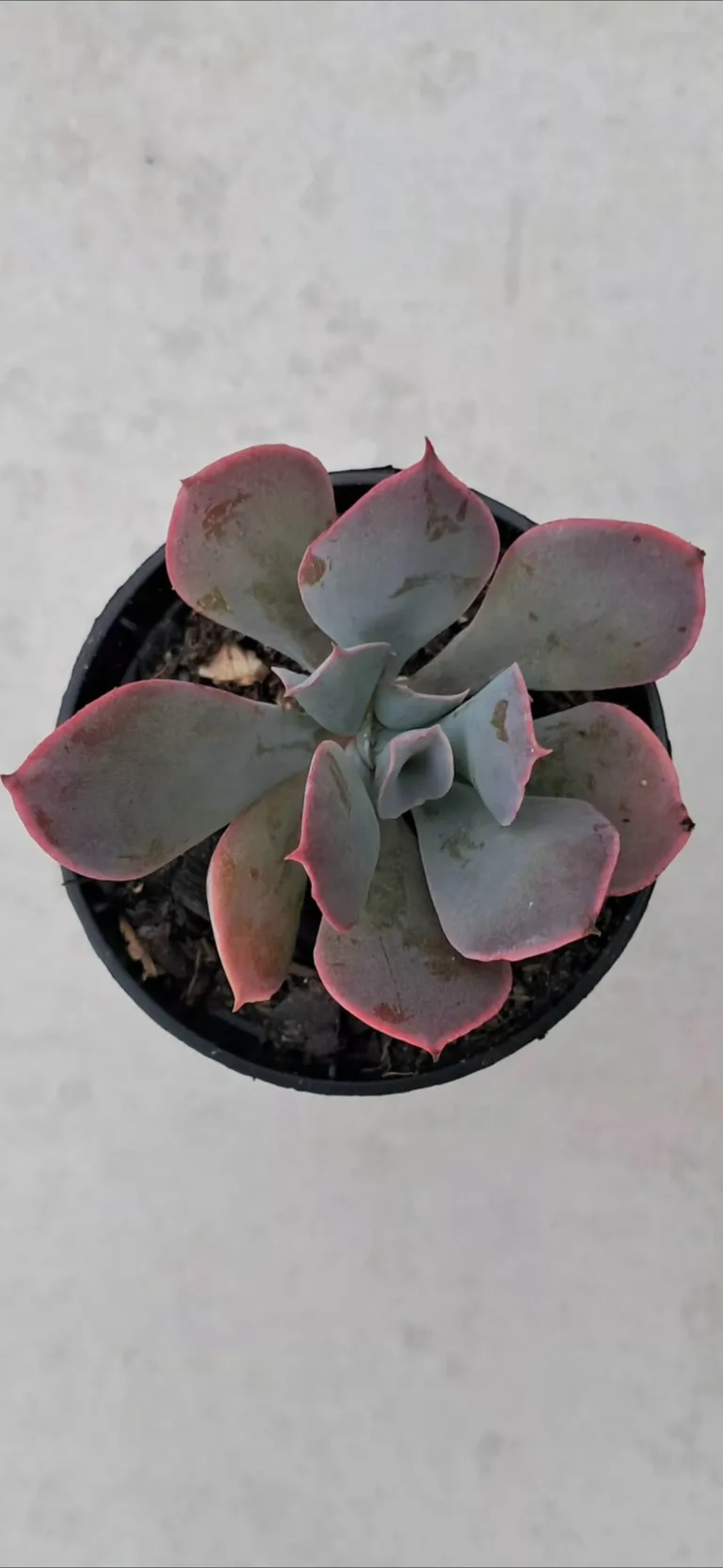ECH. PINK TRUMBET AMERICANA. POTE 6 imagem